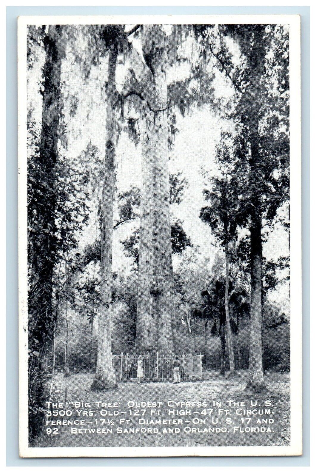 The Big Tree Oldest Cypress Between Sanford And Orlando FL Vintage Postcard