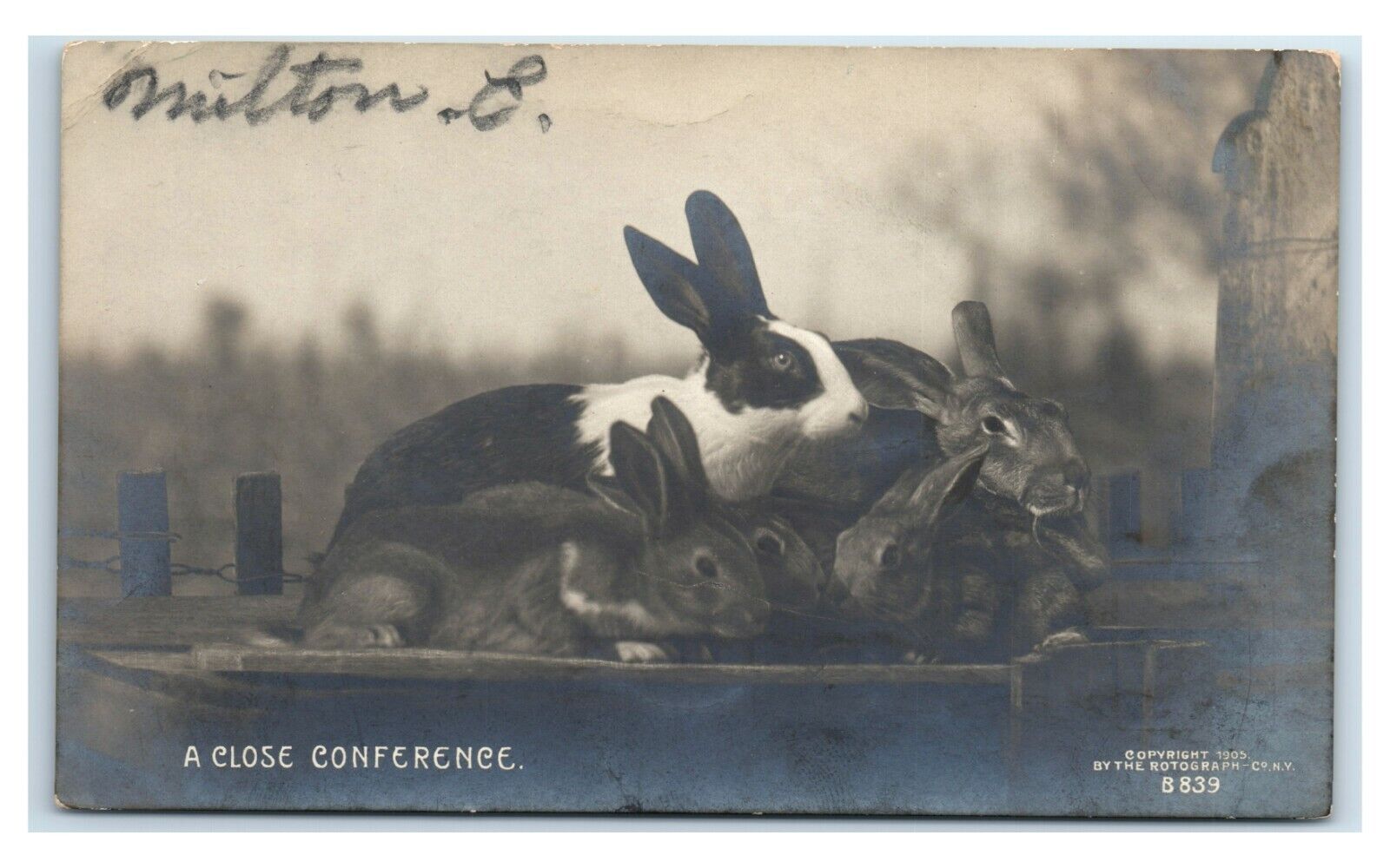 Postcard A Close Conference - Bunnies 1908 RPPC D111