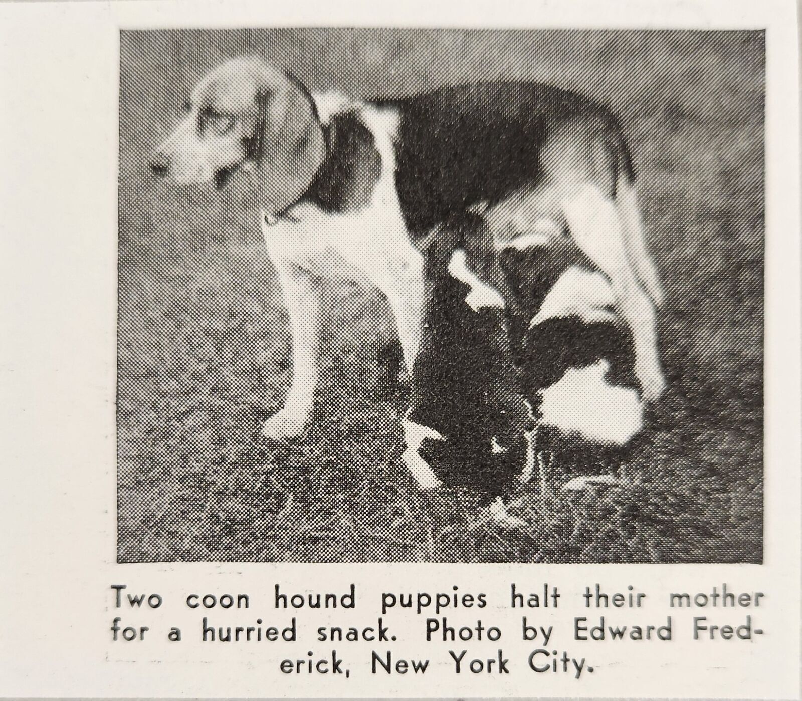 1939 Magazine Photo Two Coon Hound Puppies Feed from Mother in Field