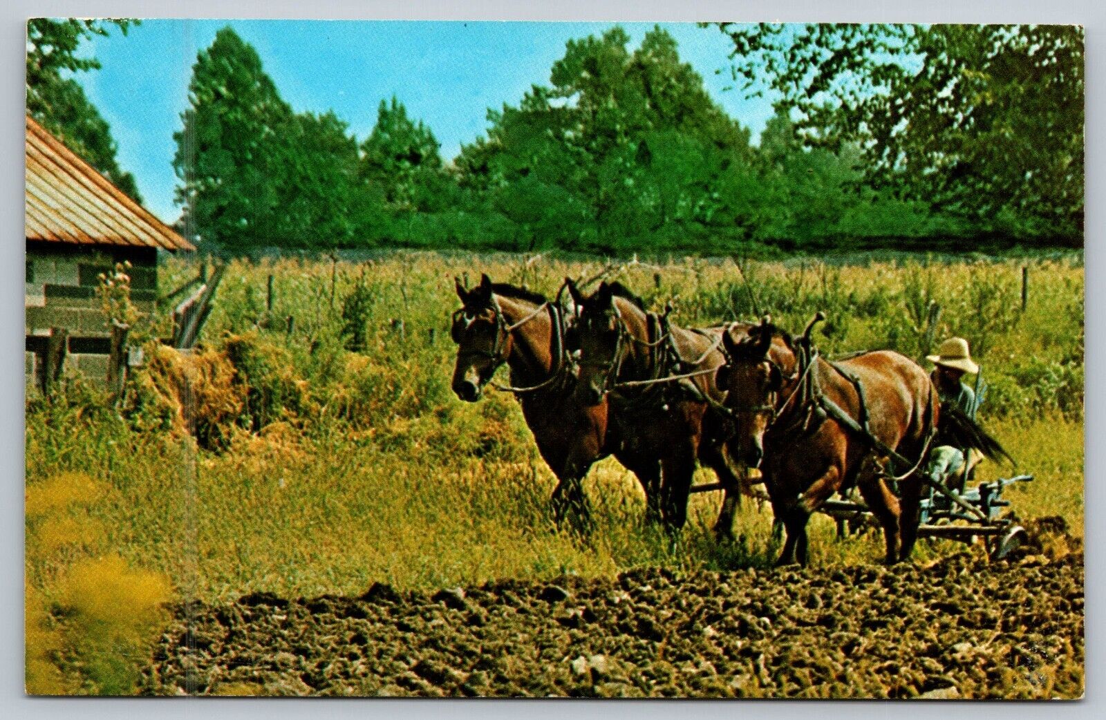 Postcard Amish Man Plowing Three Horse Team  PA