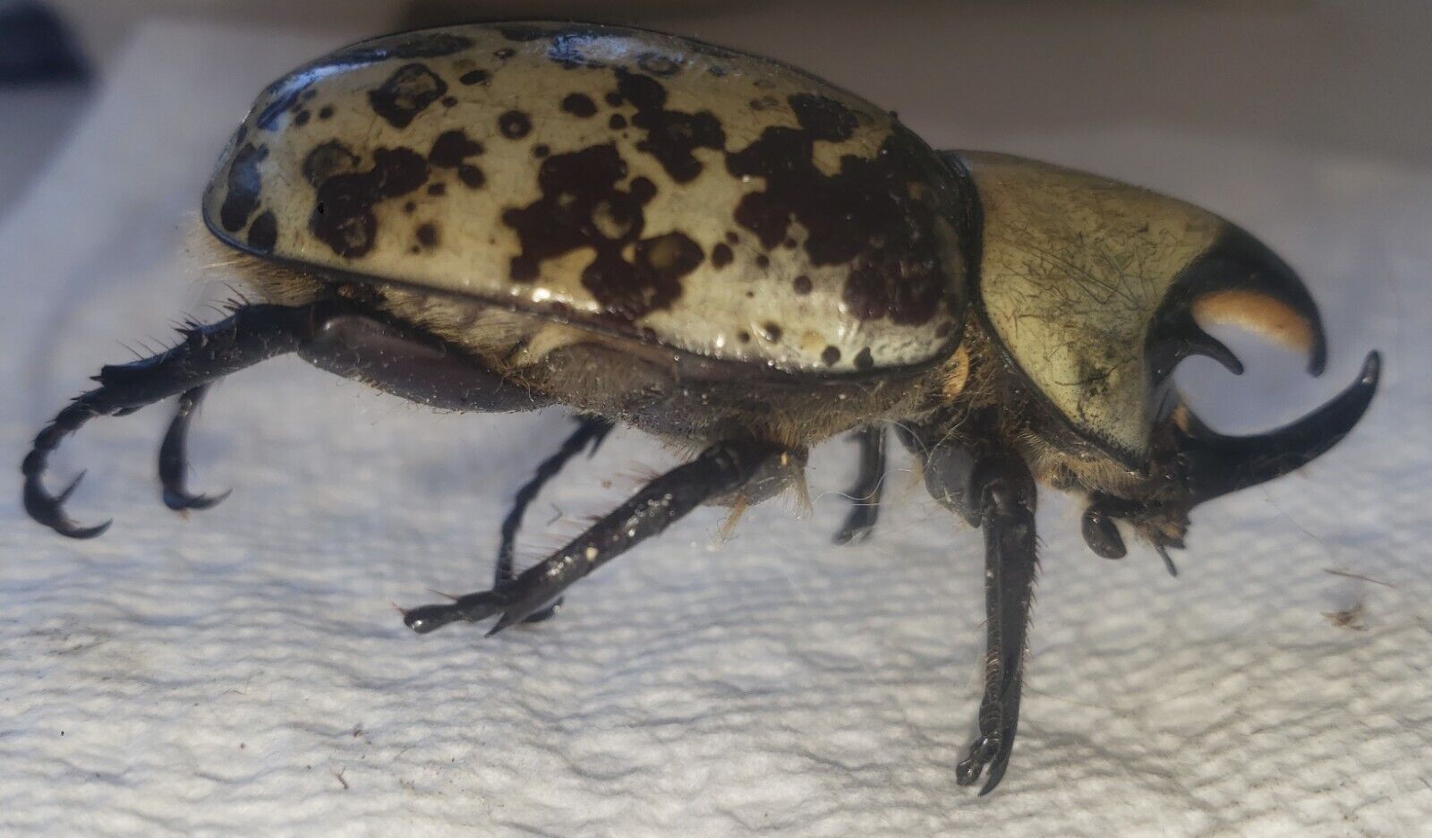  DRIED LARGE MALE DYNASTES TITYUS EASTERN RHINOCEROS HERCULES Beetle Taxidermy