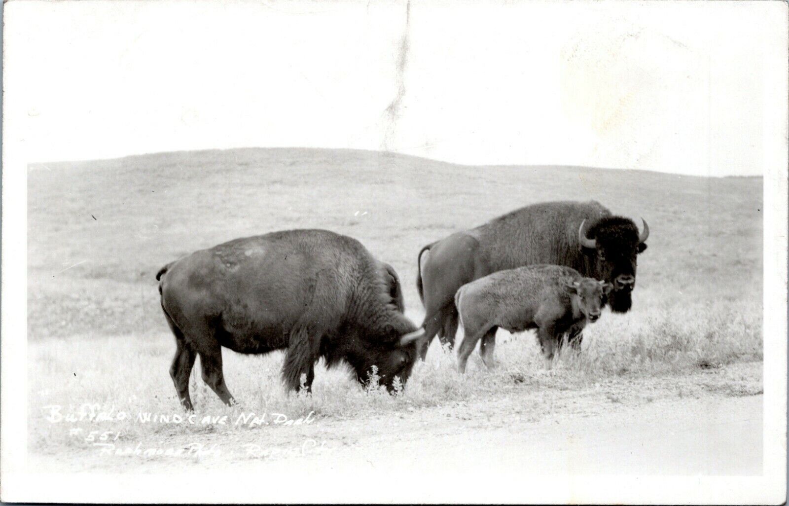 postcard rppc - Buffalo at Wind Cave National Park 