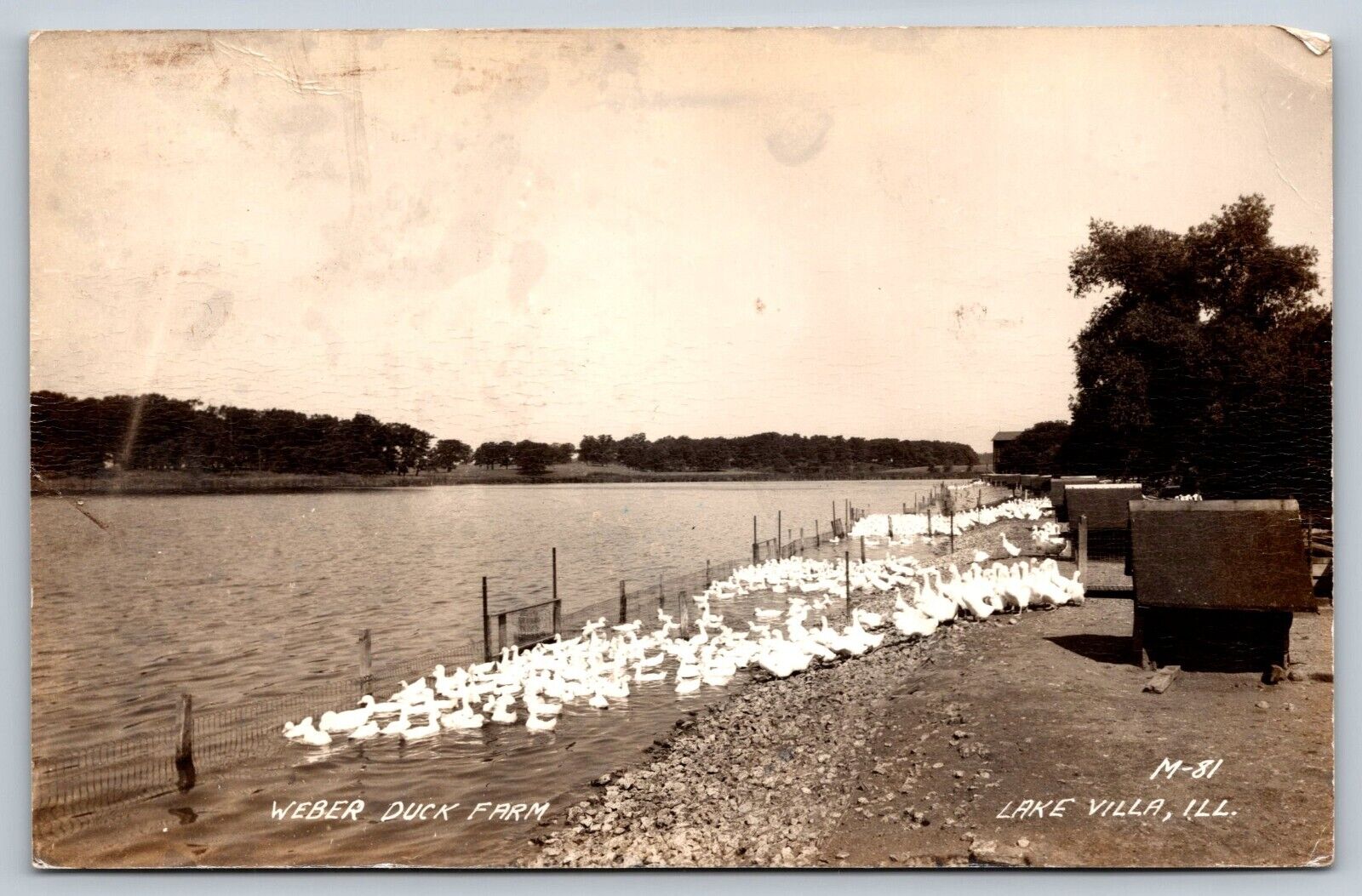 Weber Duck Farm Lake Villa Illinois RPPC Real Photo Postcard 1950 Ducks On Lake