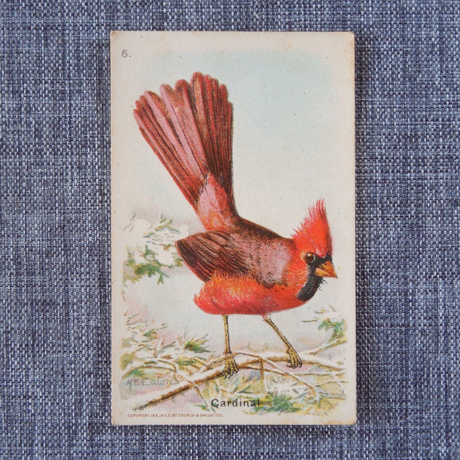 CARDINAL #6 Arm & Hammer Useful Birds of America Fifth Series Trading Card 1933
