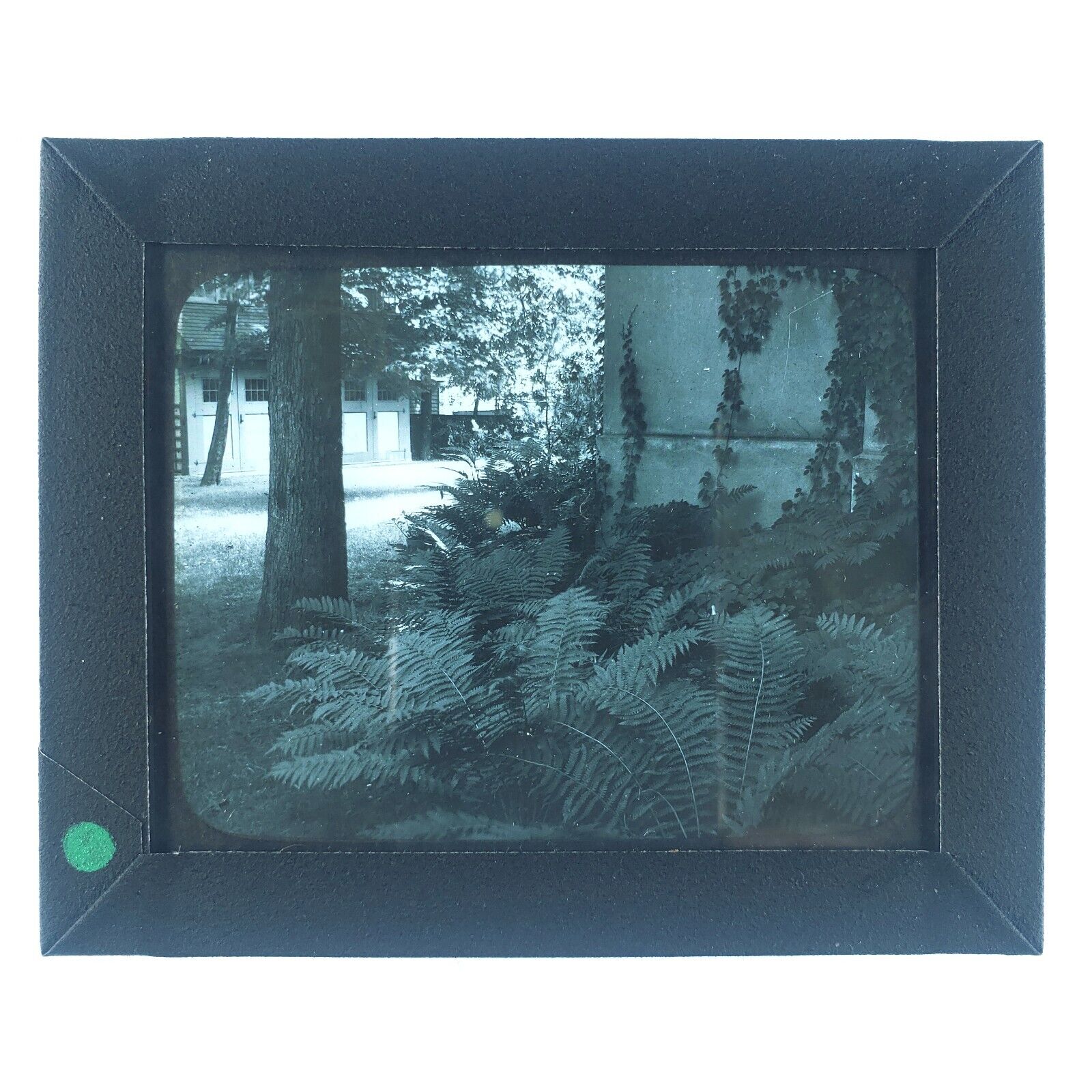 Unknown Mystery Ferns Glass Slide 1920s Magic Lantern Tree House Building A4020