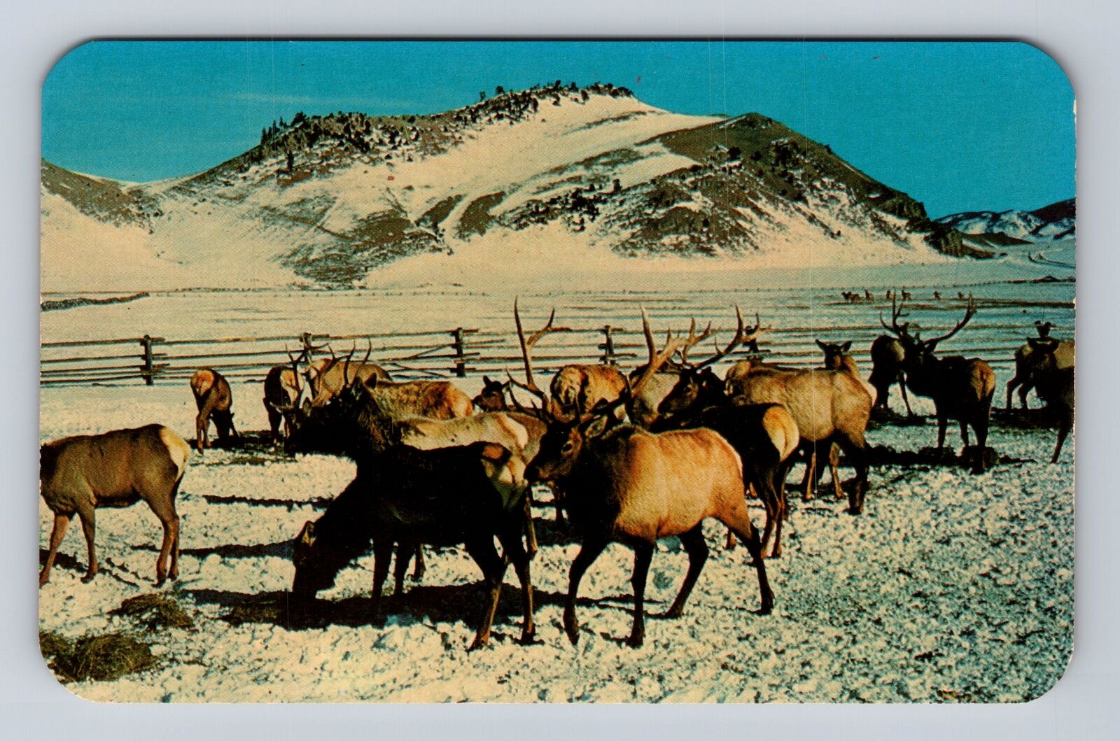 Jackson WY-Wyoming, Part Of Great Jackson Hole Elk Herd Vintage Postcard