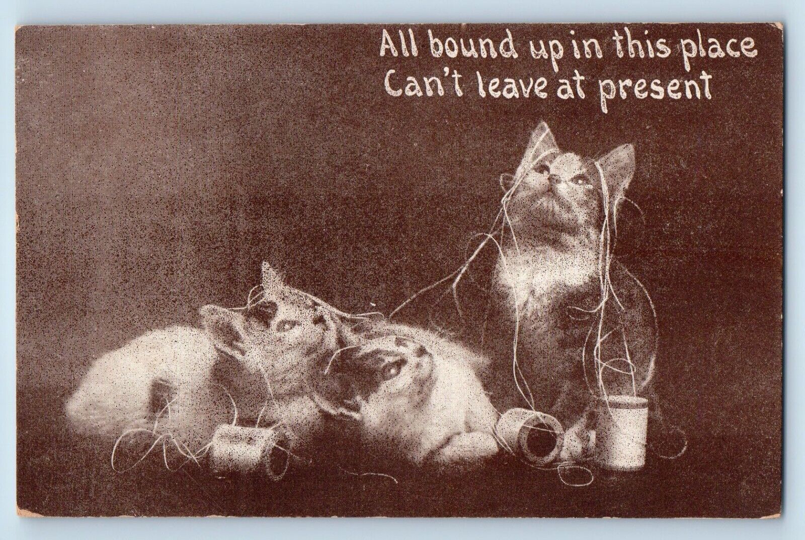 Decorah Iowa IA Postcard Cute Cat Kittens Played Yarn All Bound Up In This Place