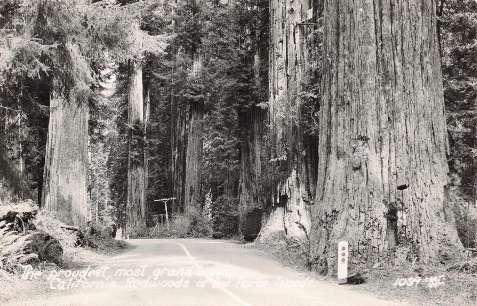 RPPC Most Grand Trees California Redwoods of Del Norte Woods Crescent City