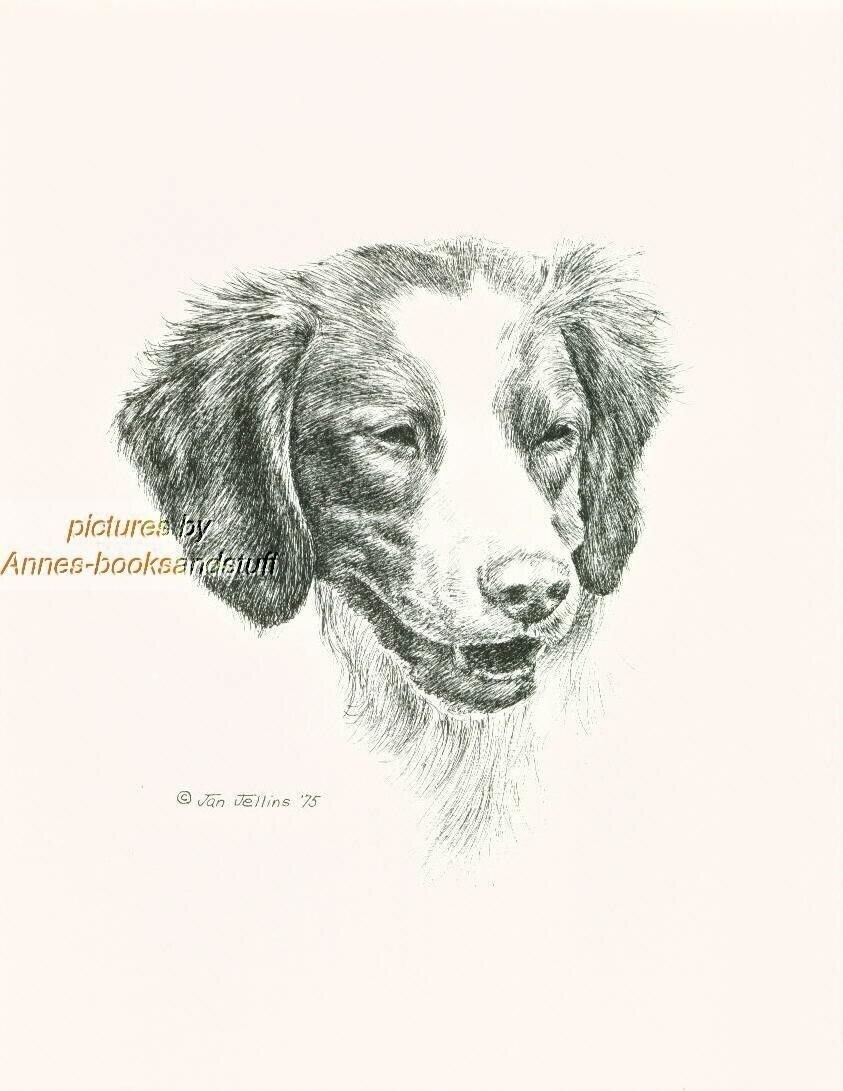 #89 BRITTANY SPANIEL  portrait dog art print * Pen and ink drawing * Jan Jellins