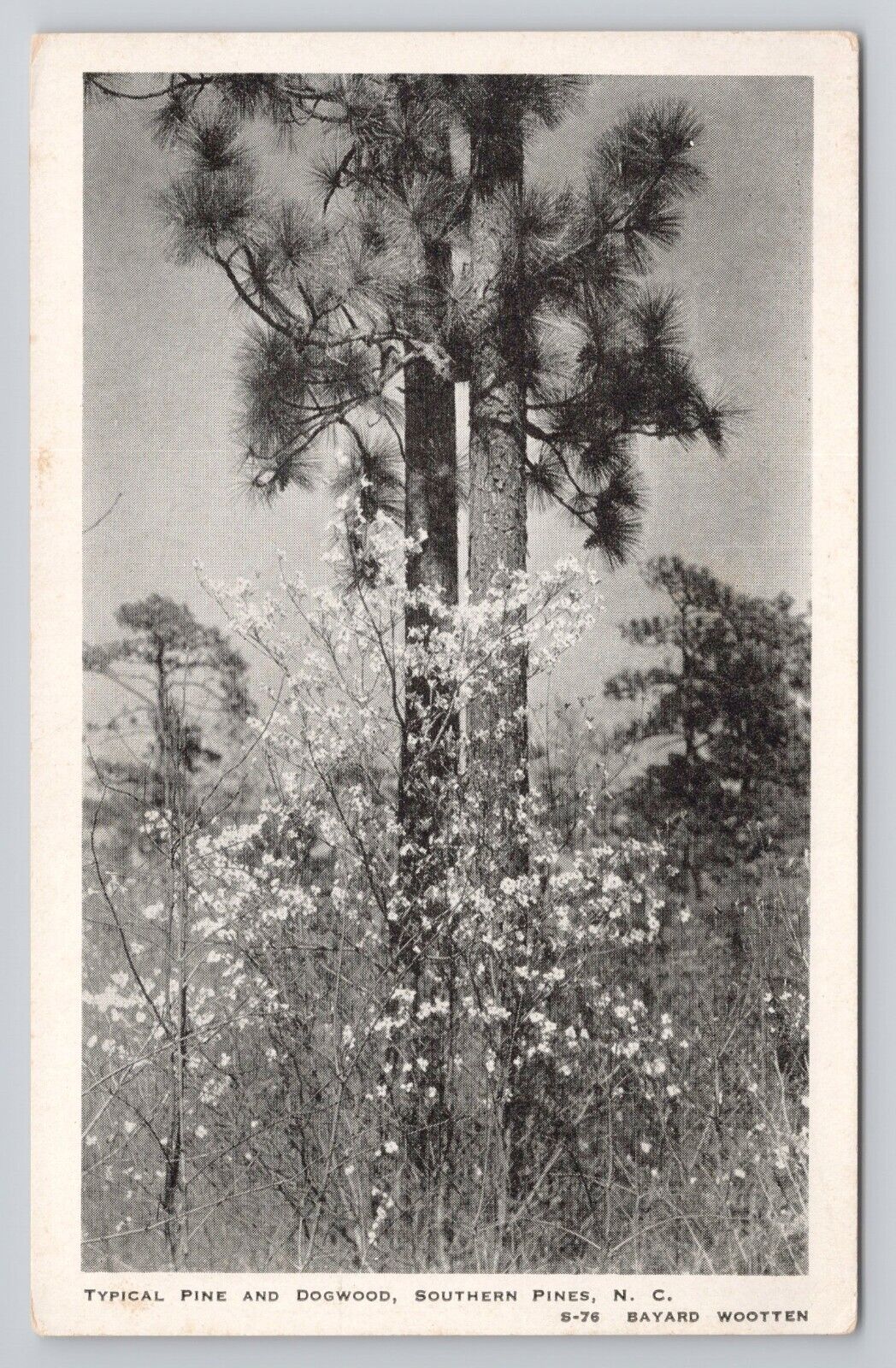 Postcard Typical Pine And Dogwood Southern Pines North Carolina