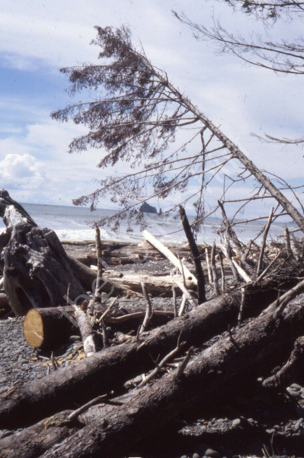 1997 Rialto Beach Ocean View Trees Shoreline Sand Washington 35mm Film Slide