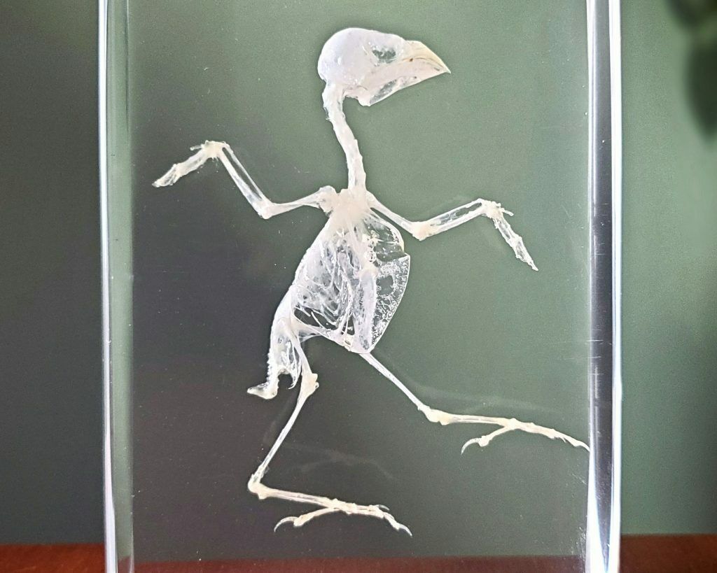 Bird Skeleton In Resin, Real Animal Skeletons, Oddities, Lonchura Punctulata