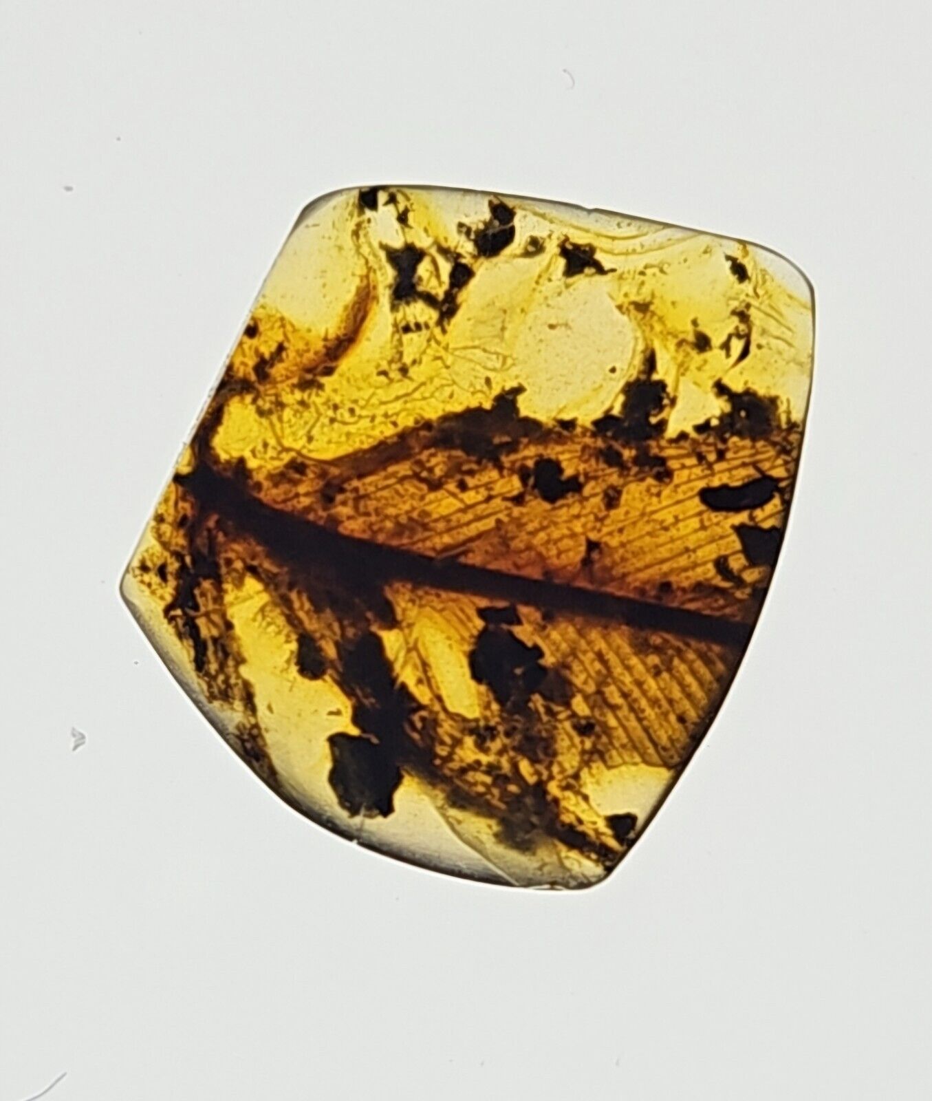 Rare Avian/Dinosaur Late Cretaceous Epoch Burmite Amber 99 MYA  Specimen 