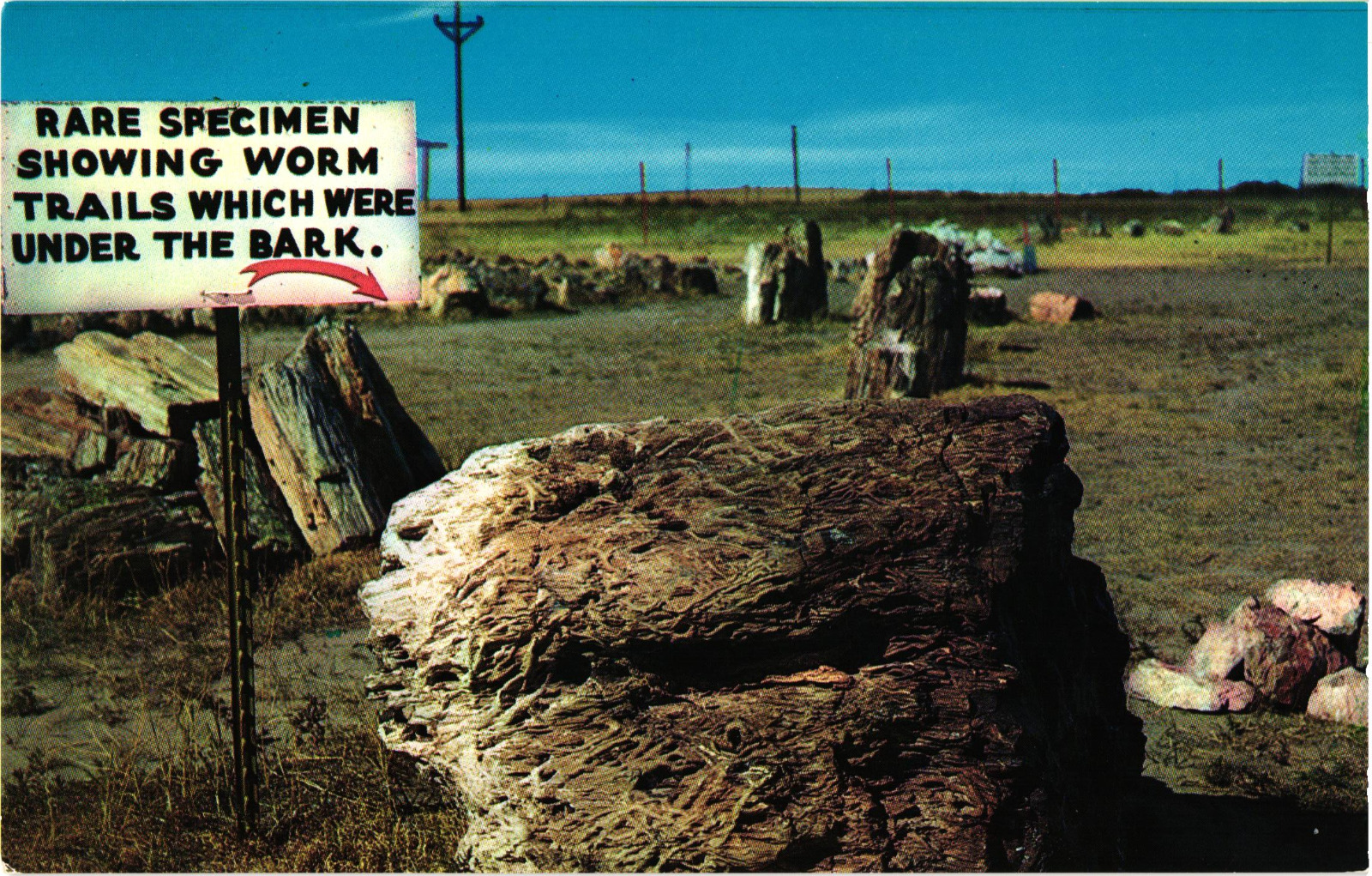 Badlands Petrified Gardens Worm Trails Rare Specimen Kadoka S. Dakota Postcard