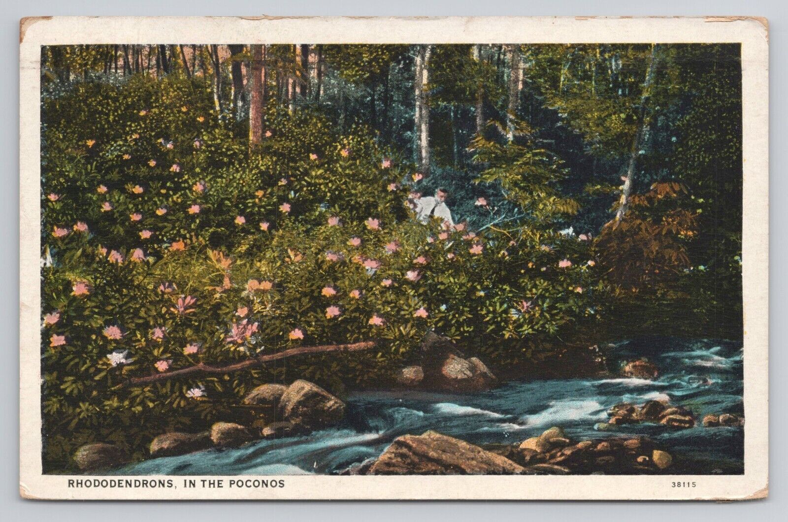Postcard Rhododendrons In The Poconos Pennsylvania 1930