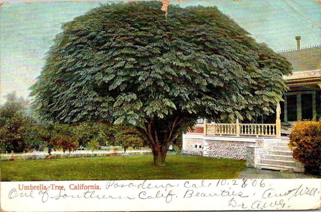 Vintage postcard - Umbrella Tree, California posted 1906
