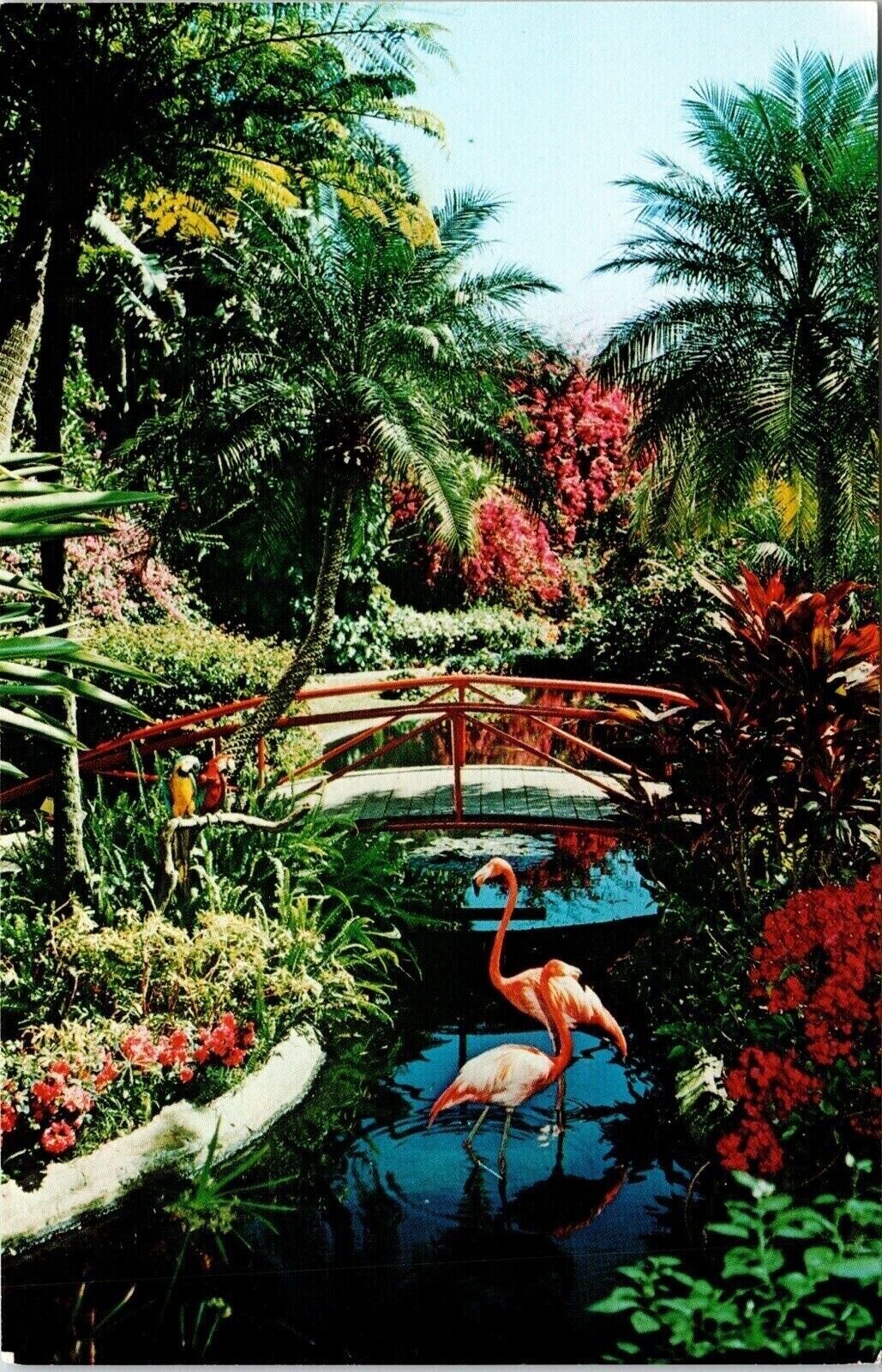 Flamingos Exotic Birds Sunken Gardens Postcard UNP VTG Koppel Unused Vintage