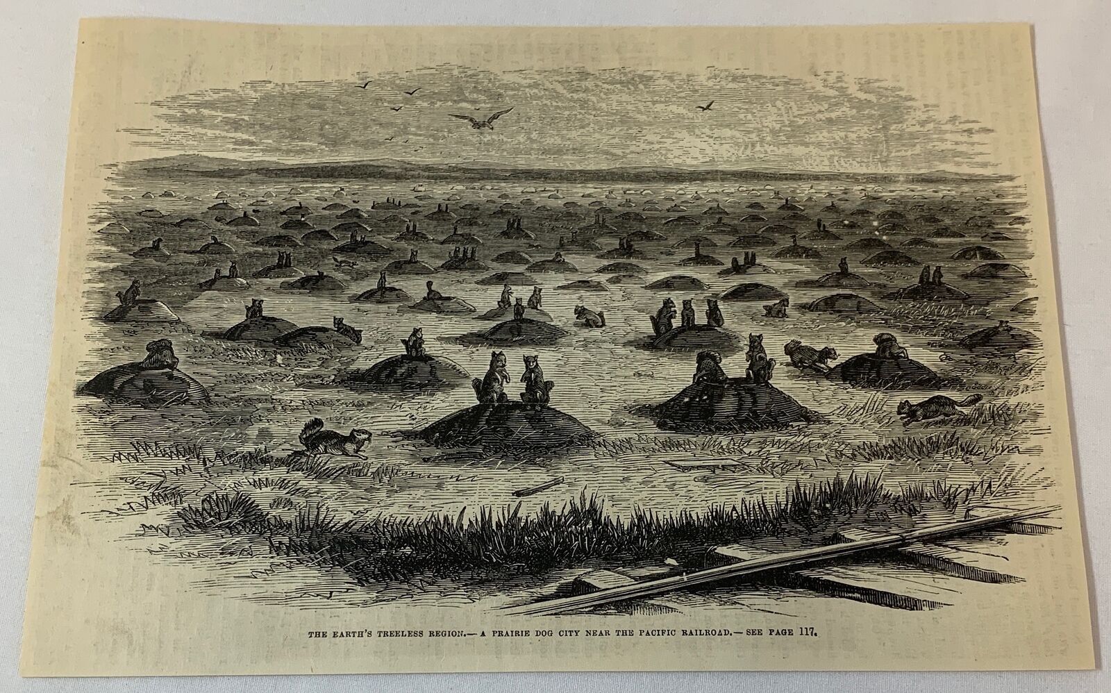 1882 magazine engraving ~ PRAIRIE DOG CITY near Pacific Railroad