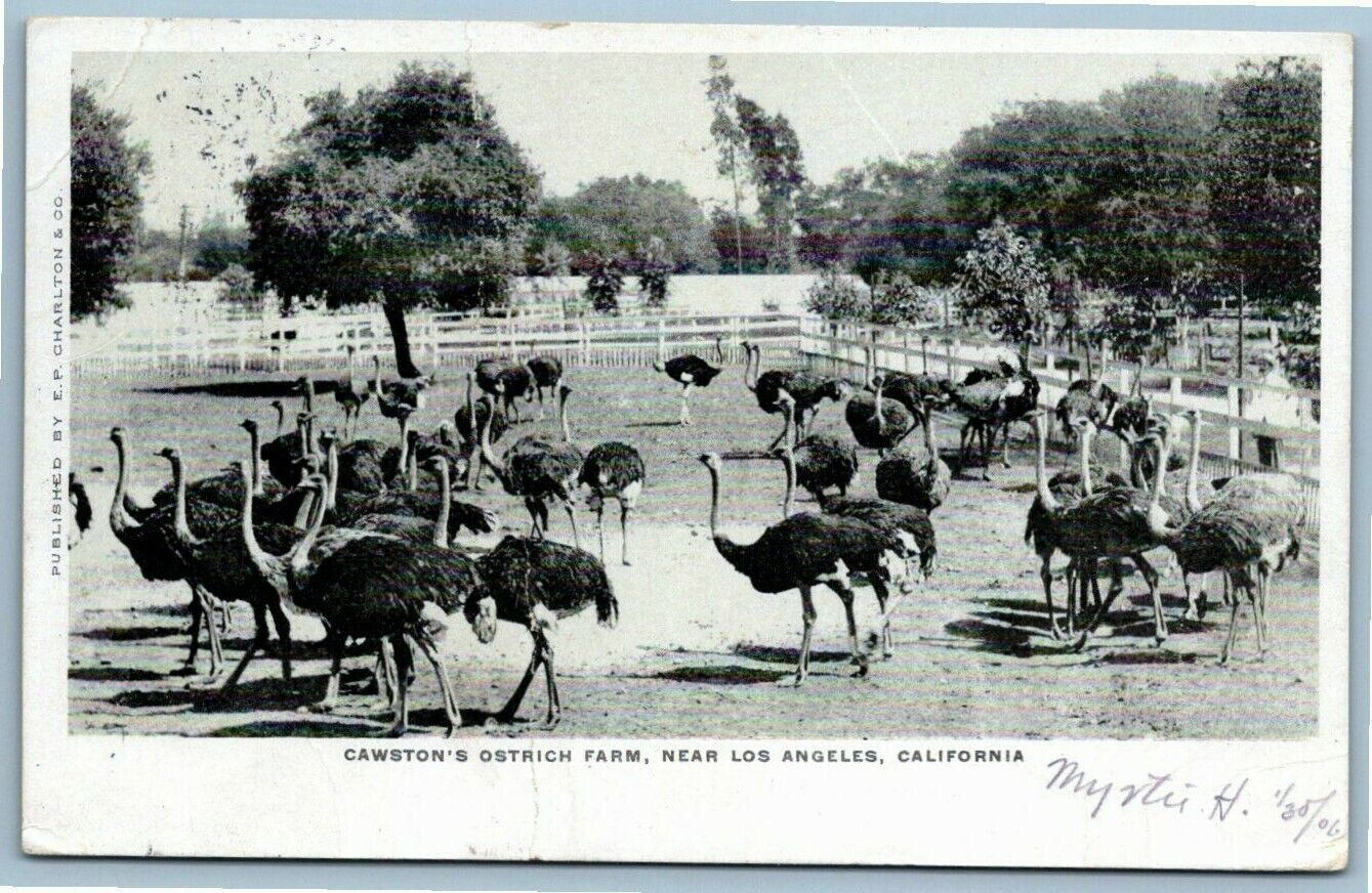 UDB Postcard~ PM 1906~ Cawston\'s Ostrich Farm~ Near Los Angeles, CA~ A683