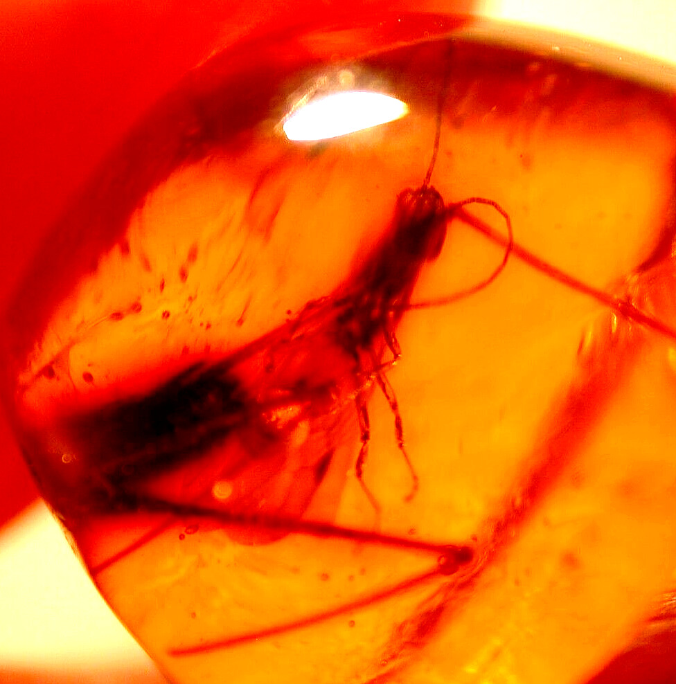 Winged Ant with Unknown Insect in Dominican Amber Fossil Gemstone