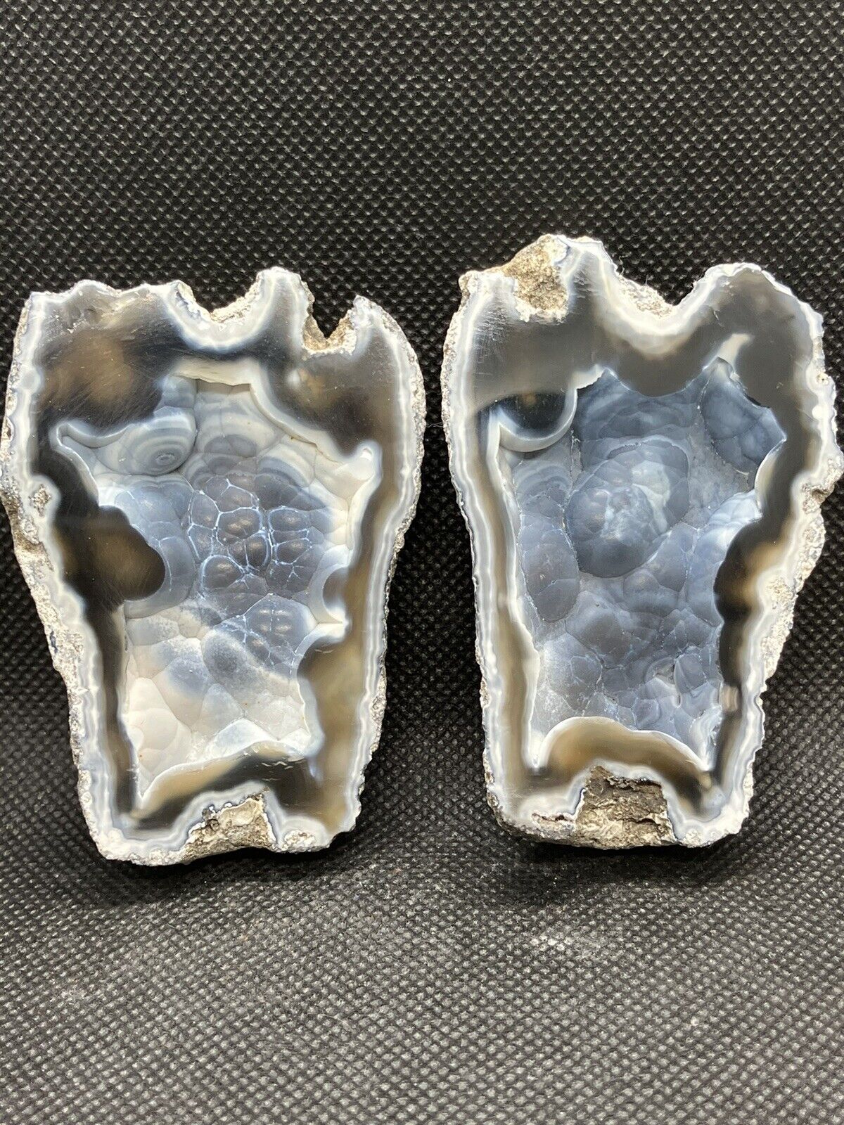 POLISHED AGATIZED  CORAL FROM TAMPA BAY FLORIDA