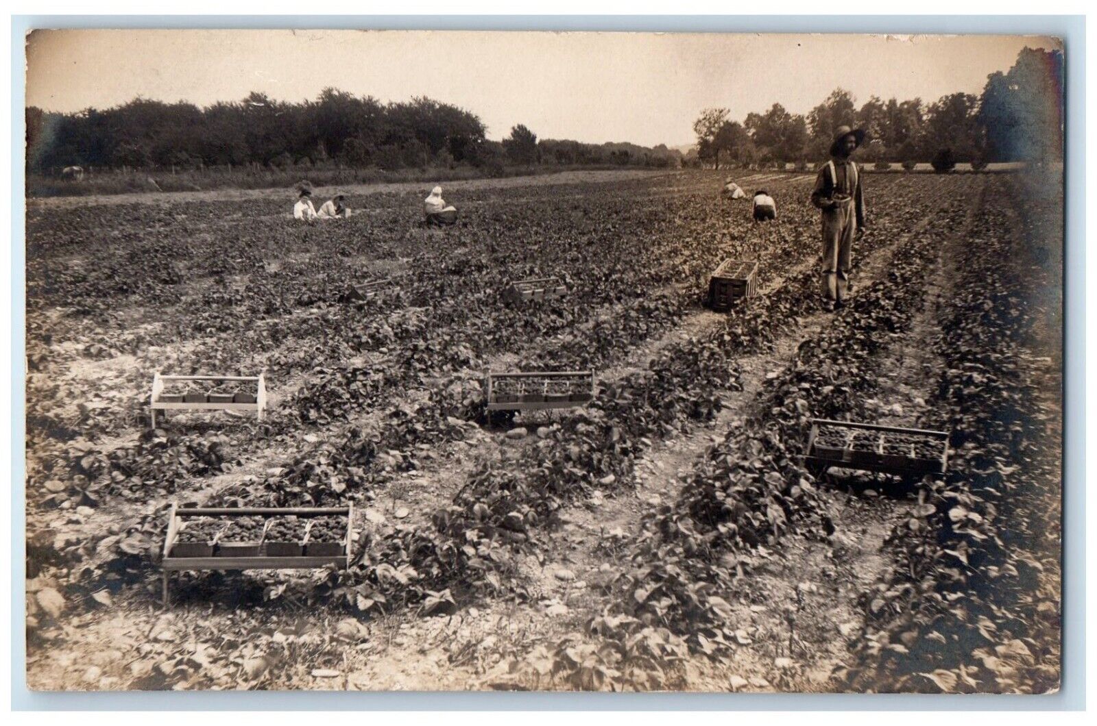 c1910's Farming Potato Workers Crops Field RPPC Photo Unposted Antique Postcard