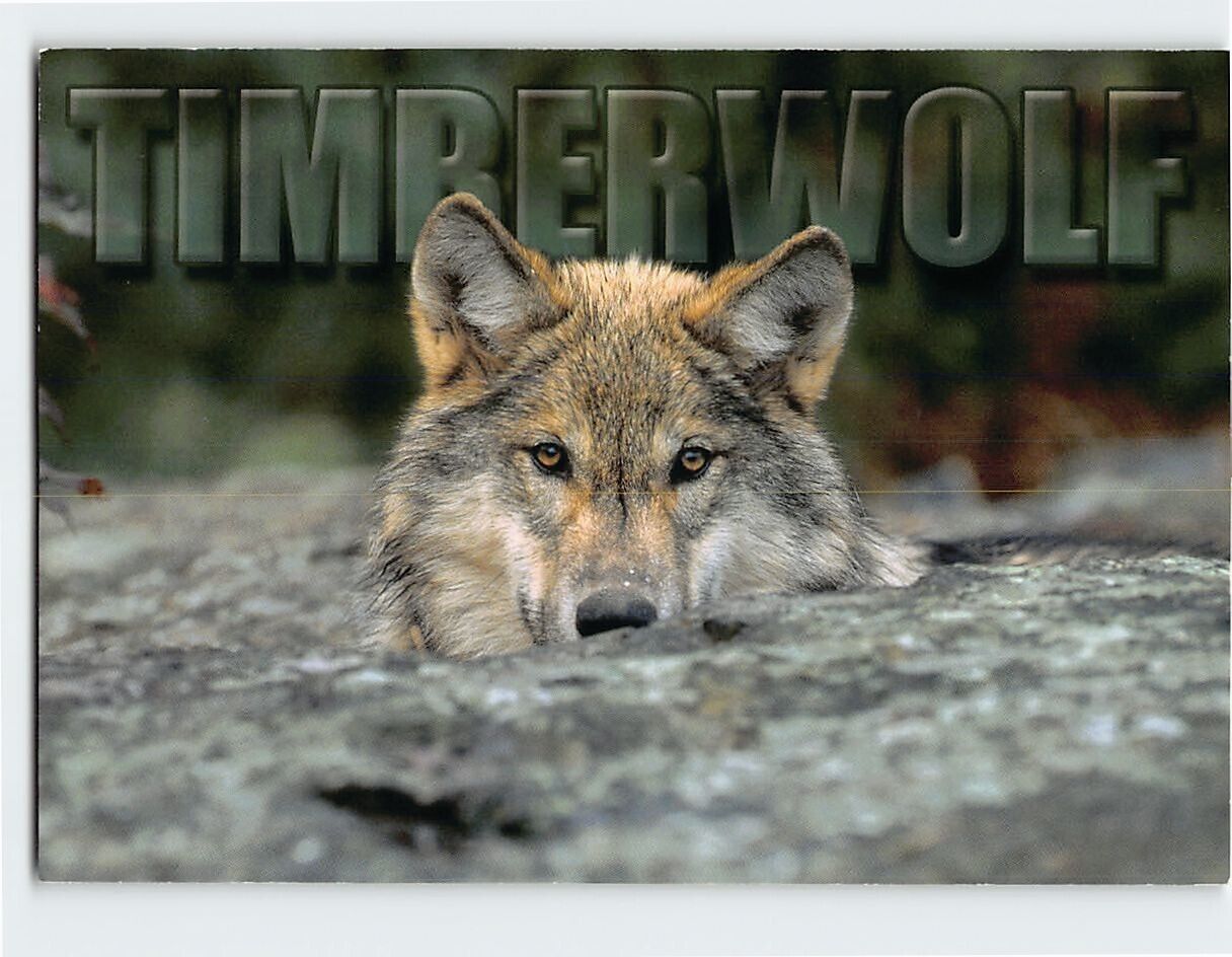 Postcard Timber Wolf