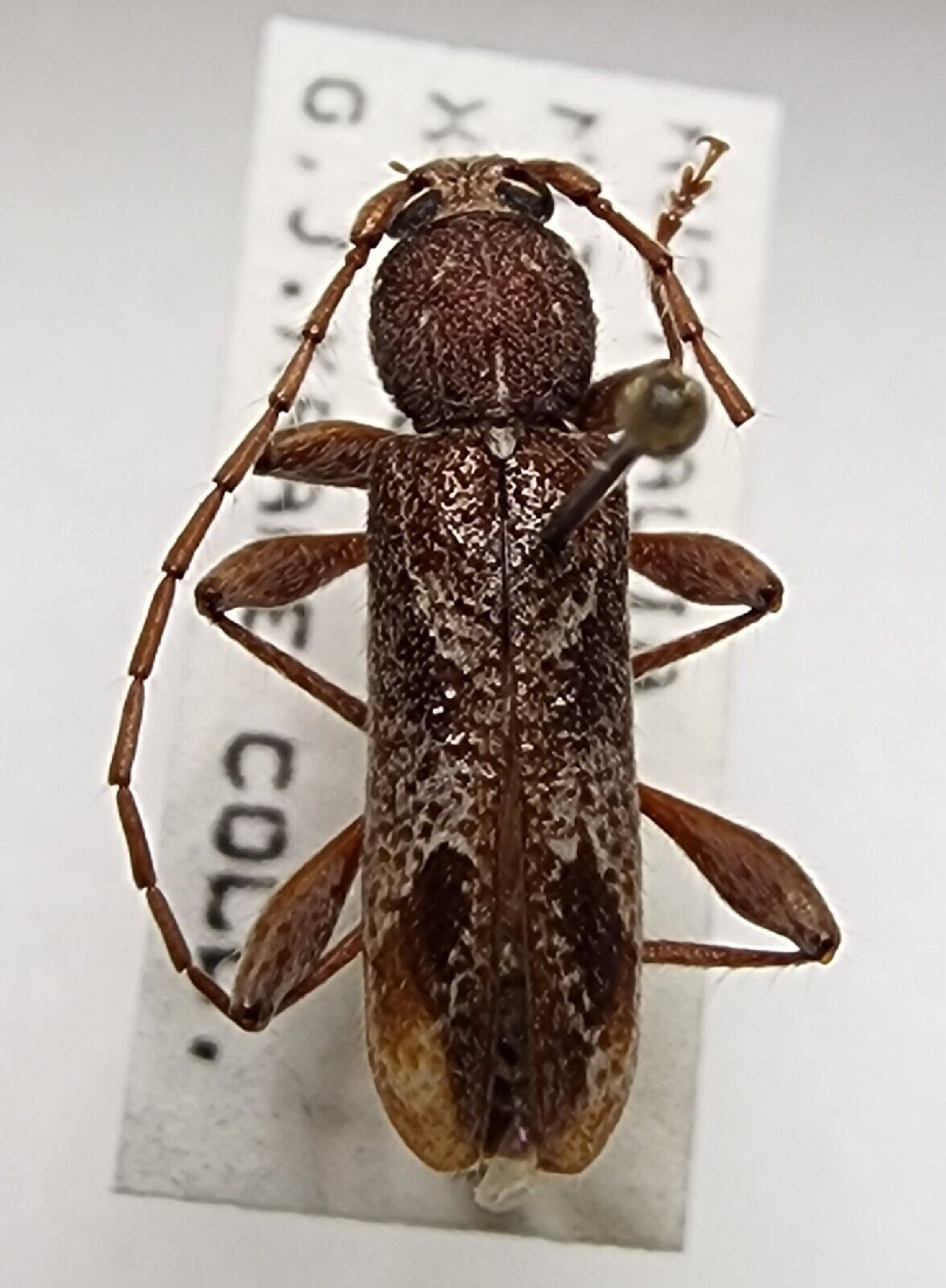 Cerambycidae Phacodes personatus Australia Longhorn Beetle Insect