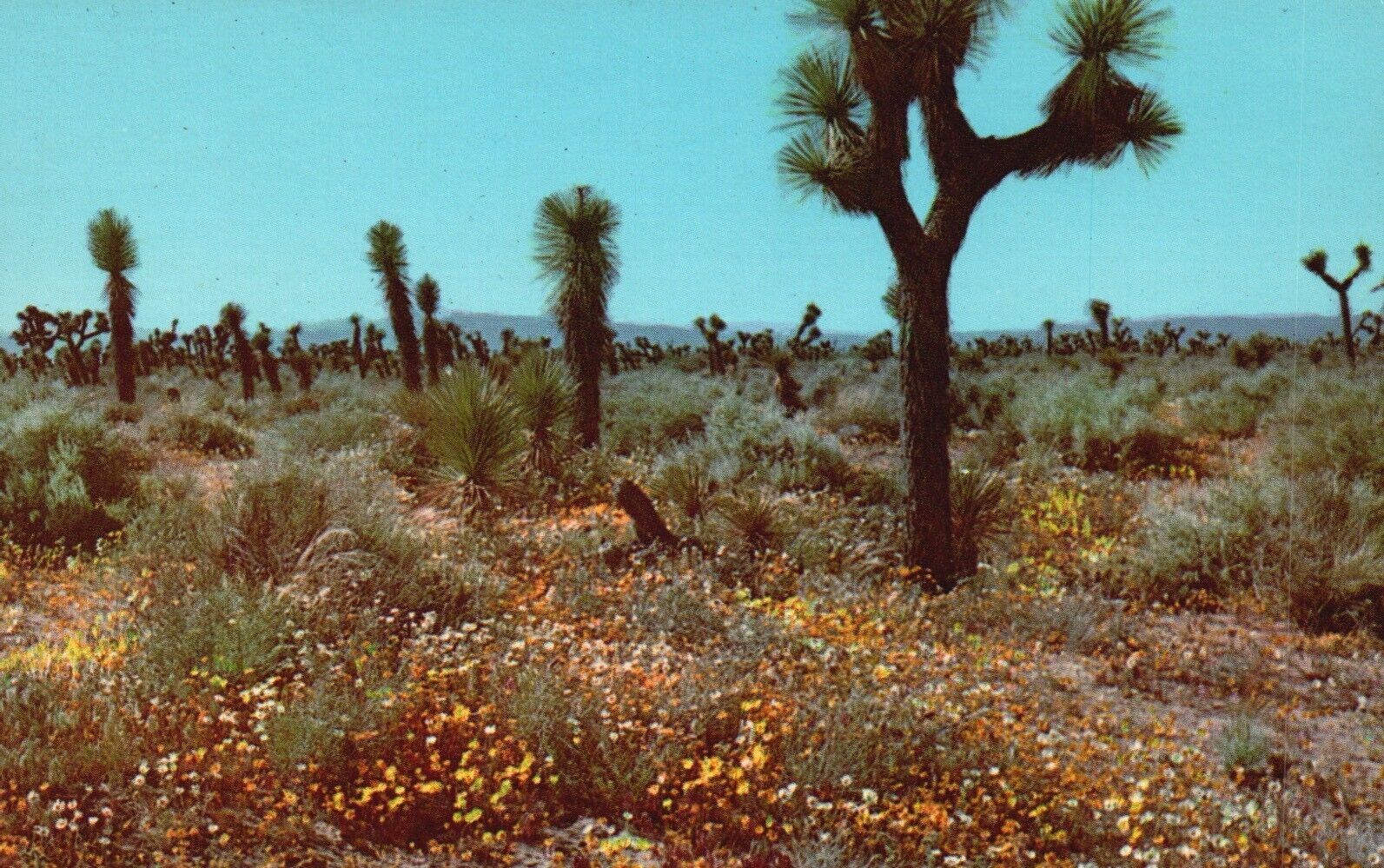 Postcard AZ Springtime in the High Desert Unused  Chrome Vintage PC f4155