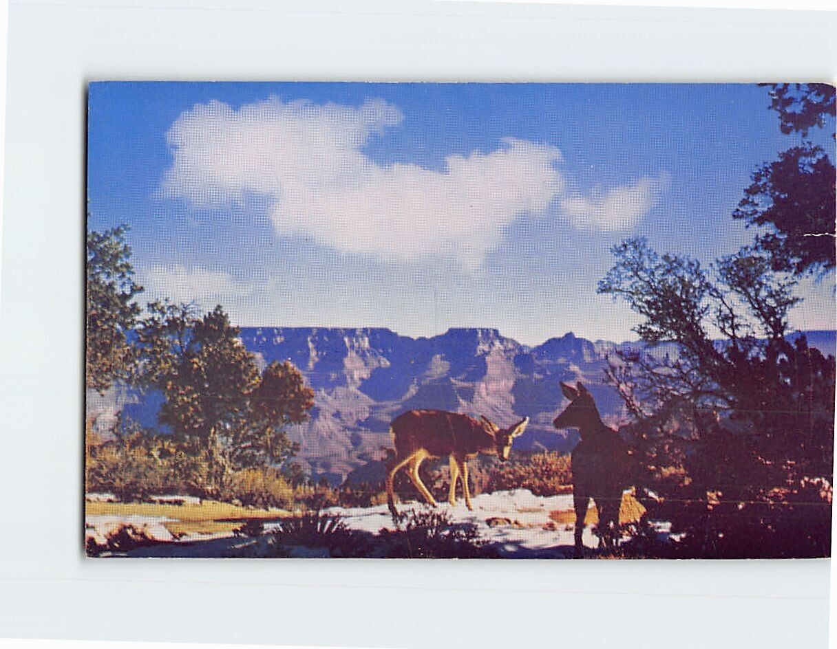 Postcard Deer at Grand Canyon Arizona USA