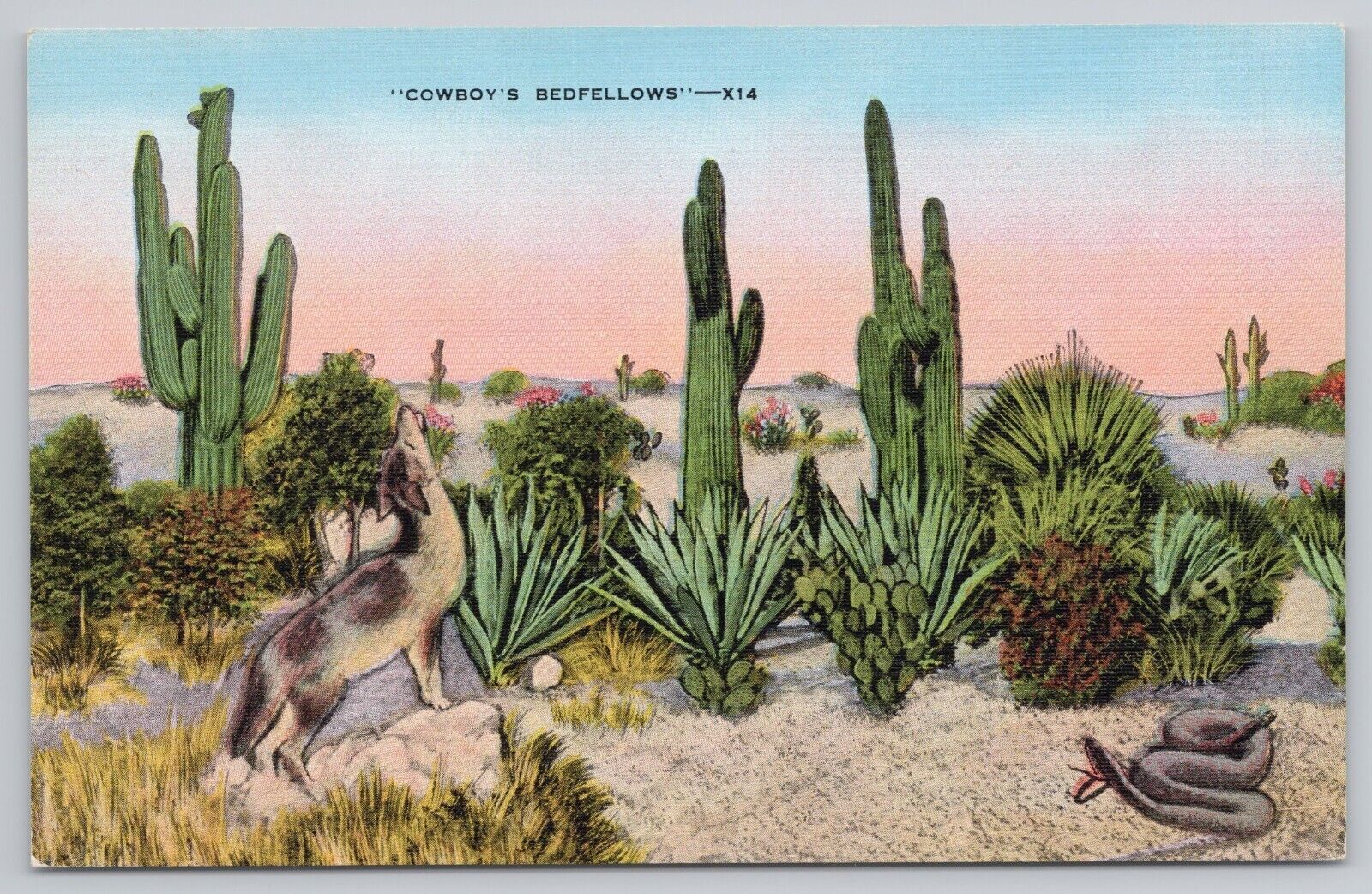 Postcard Cowboy\'s Bedfellows, Coyote & Rattle Snake in Desert Scene Vintage