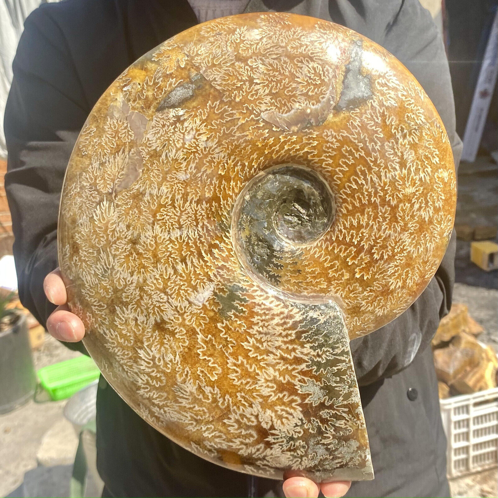 6.5LB Rare Natural Tentacle Ammonite FossilSpecimen Shell Healing Madagascar