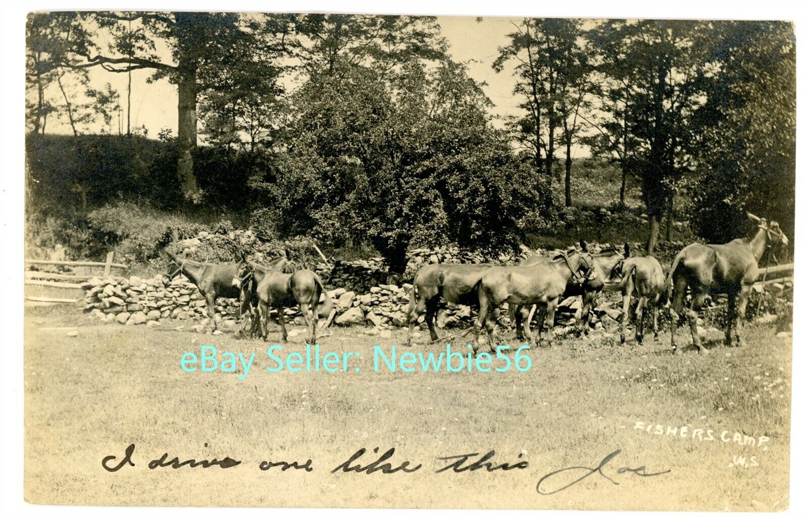 Chappaqua NY - HORSES AT FISHERS CAMP - RPPC Postcard Westchester County