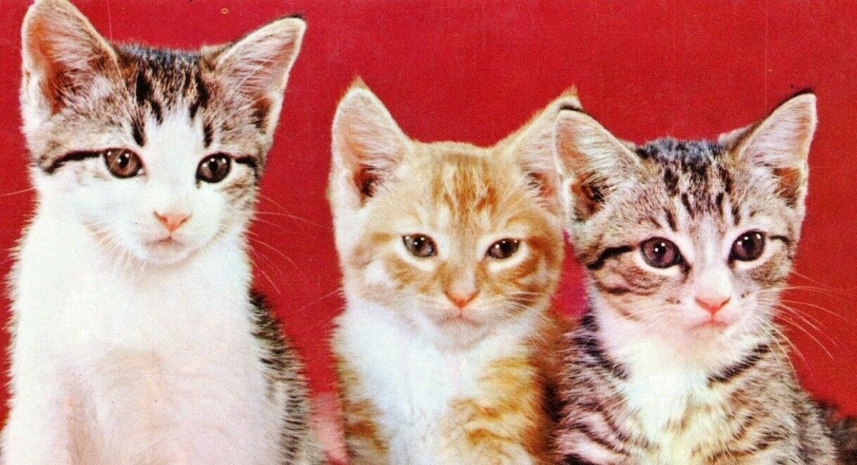 c1950 Three Little Kittens, Vtg Chrome Postcard, adorable