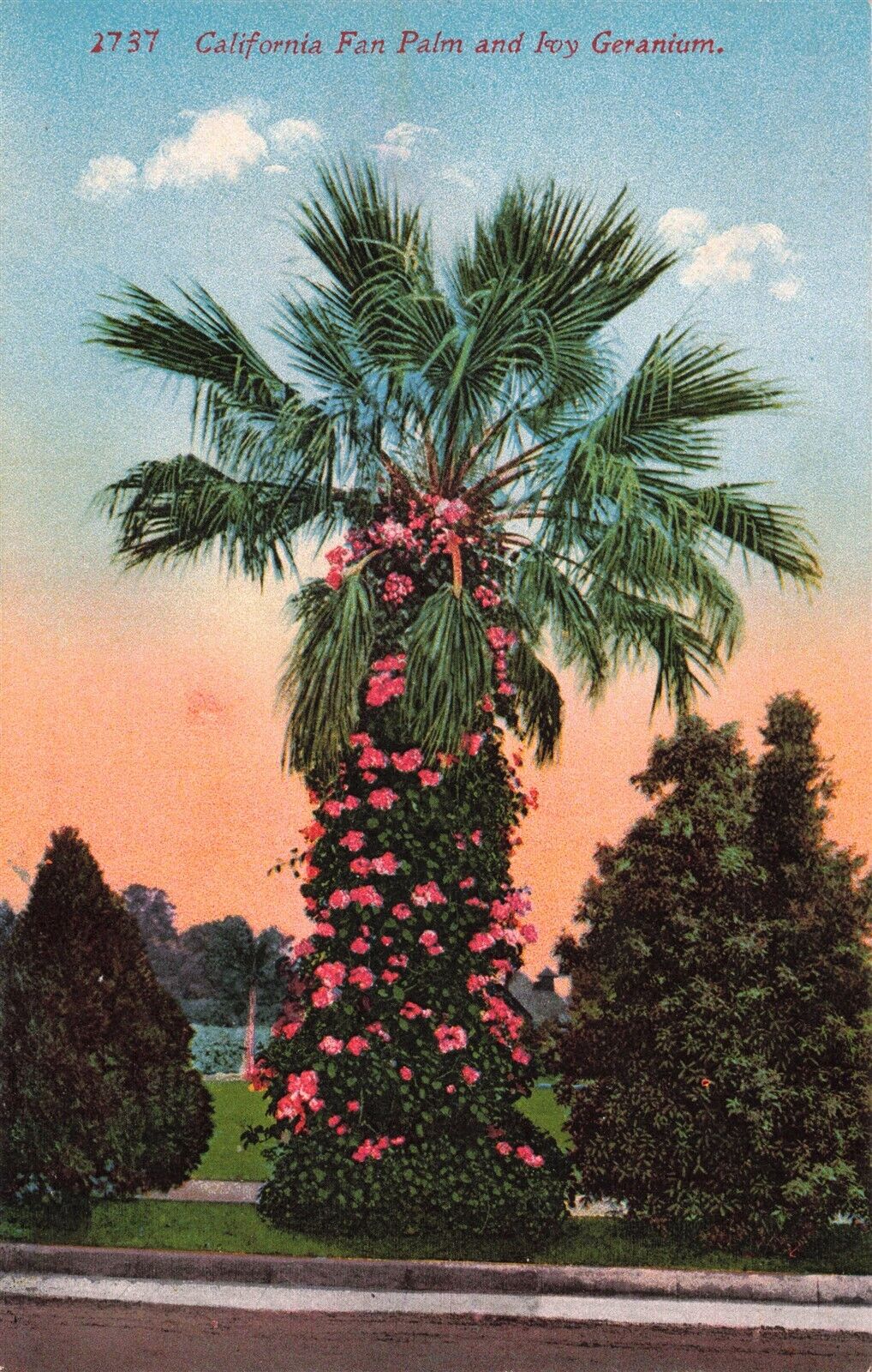 California Fan Palm Edward H. Mitchell Pub. 1907 Postcard B551