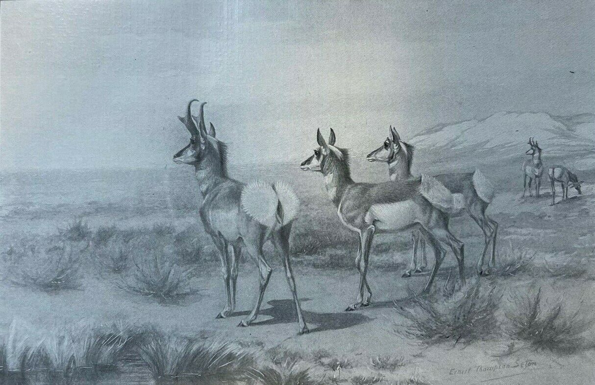 1906 Prong-Horned Antelope of North America illustrated