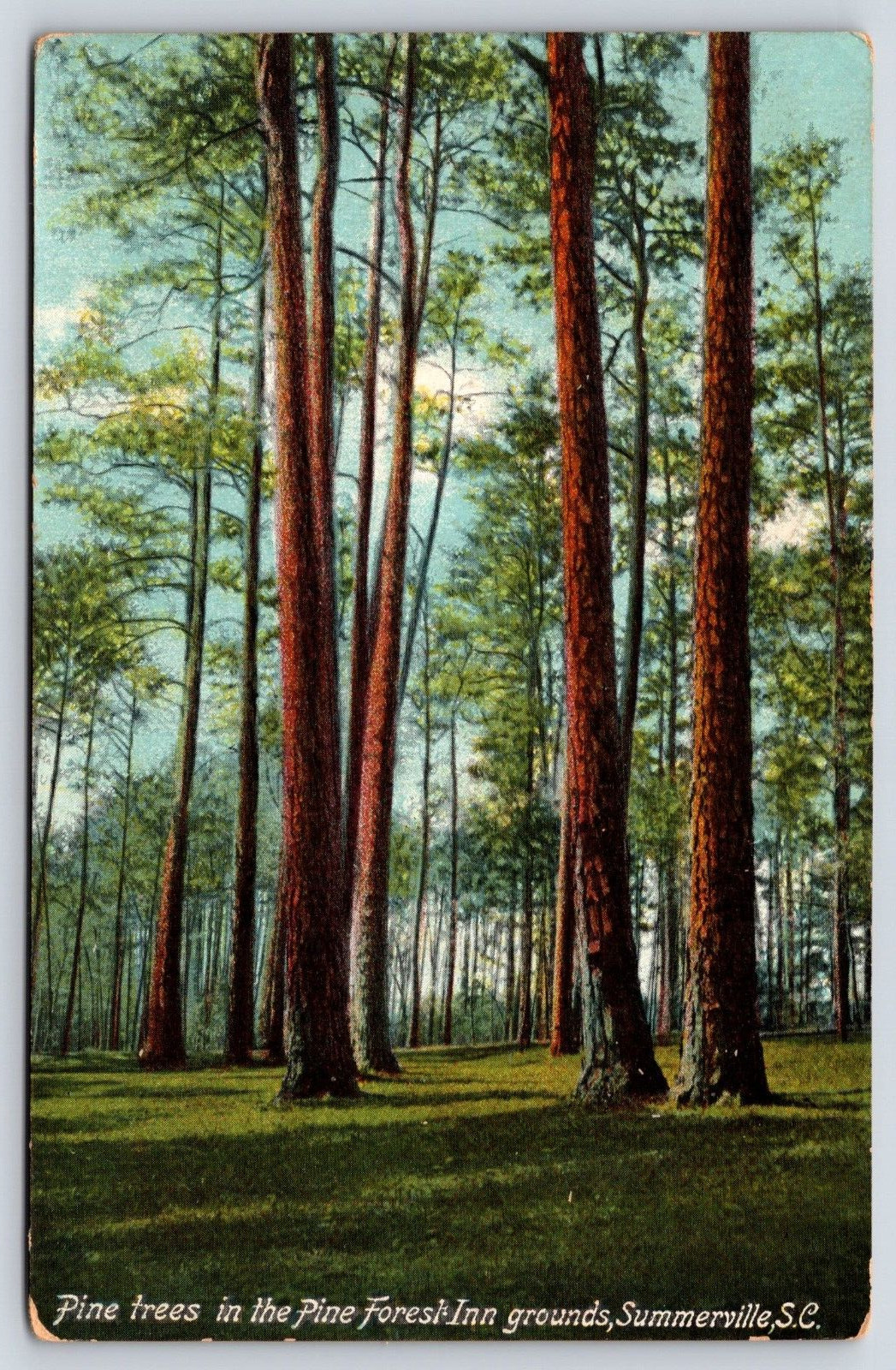 South Carolina Summerville Pine Trees Pine Forest Inn  Vintage Postcard POSTED