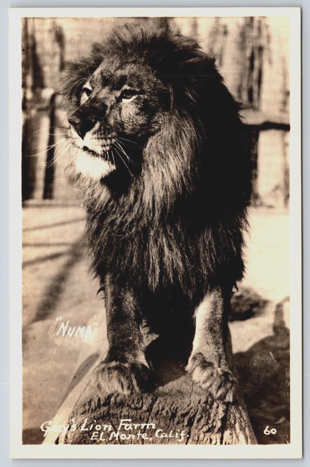 RPPC Gays Lion Farm El Monte CA Numa Movie Star 1930 Real Photo Postcard H7