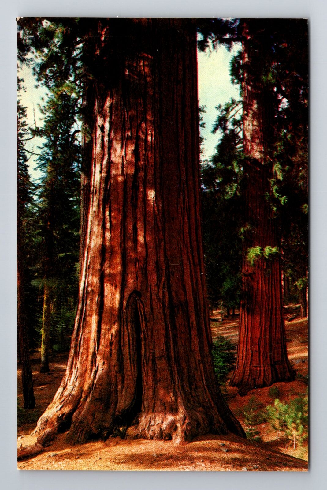 CA-California, Giant California Redwoods, Antique Vintage Souvenir Postcard