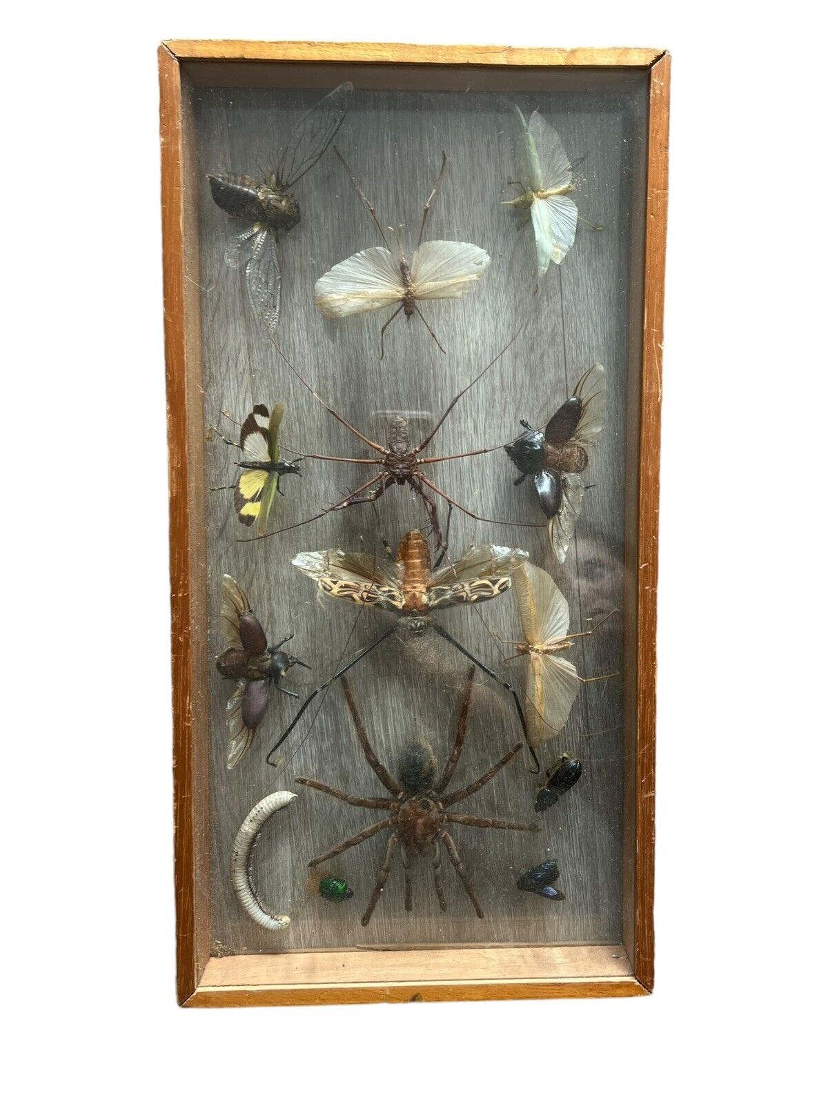 Large Framed Spider And Insect Collection 20x10 14 Specimens Vintage