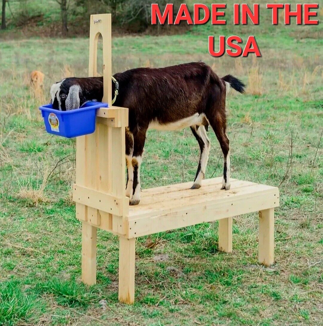 Goat Hoof & Milk Stand for Dwarf & Pygmy Goats 32-inch Hand-Crafted Natural Pine
