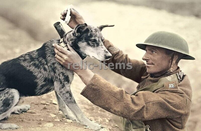 PICTURE PHOTO WW1 1918 WESTERN FRONT BRITISH MESSENGER DOG 7130