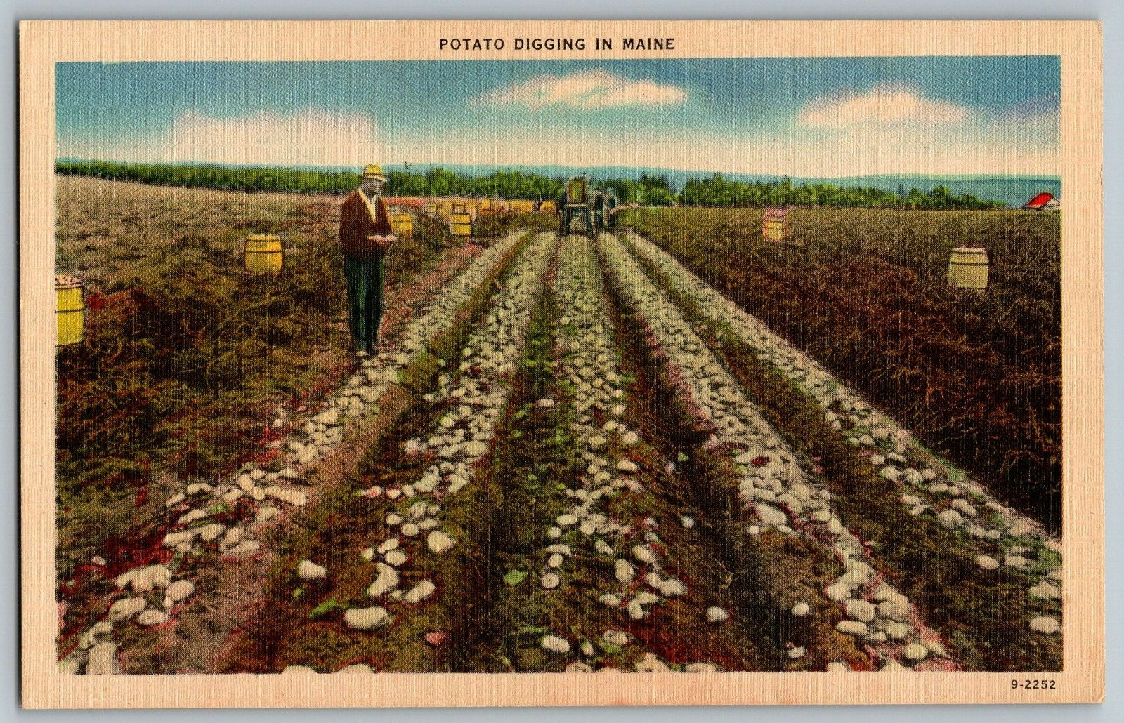 Maine - Potato Digging - Vintage Postcard - Unposted