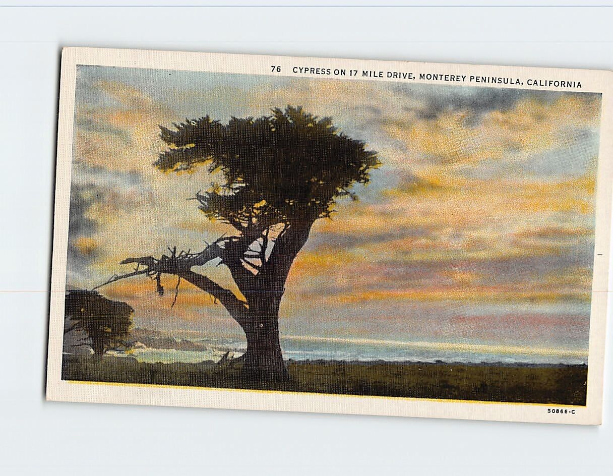 Postcard Cypress on 17 Mile Drive Monterey Peninsula California USA