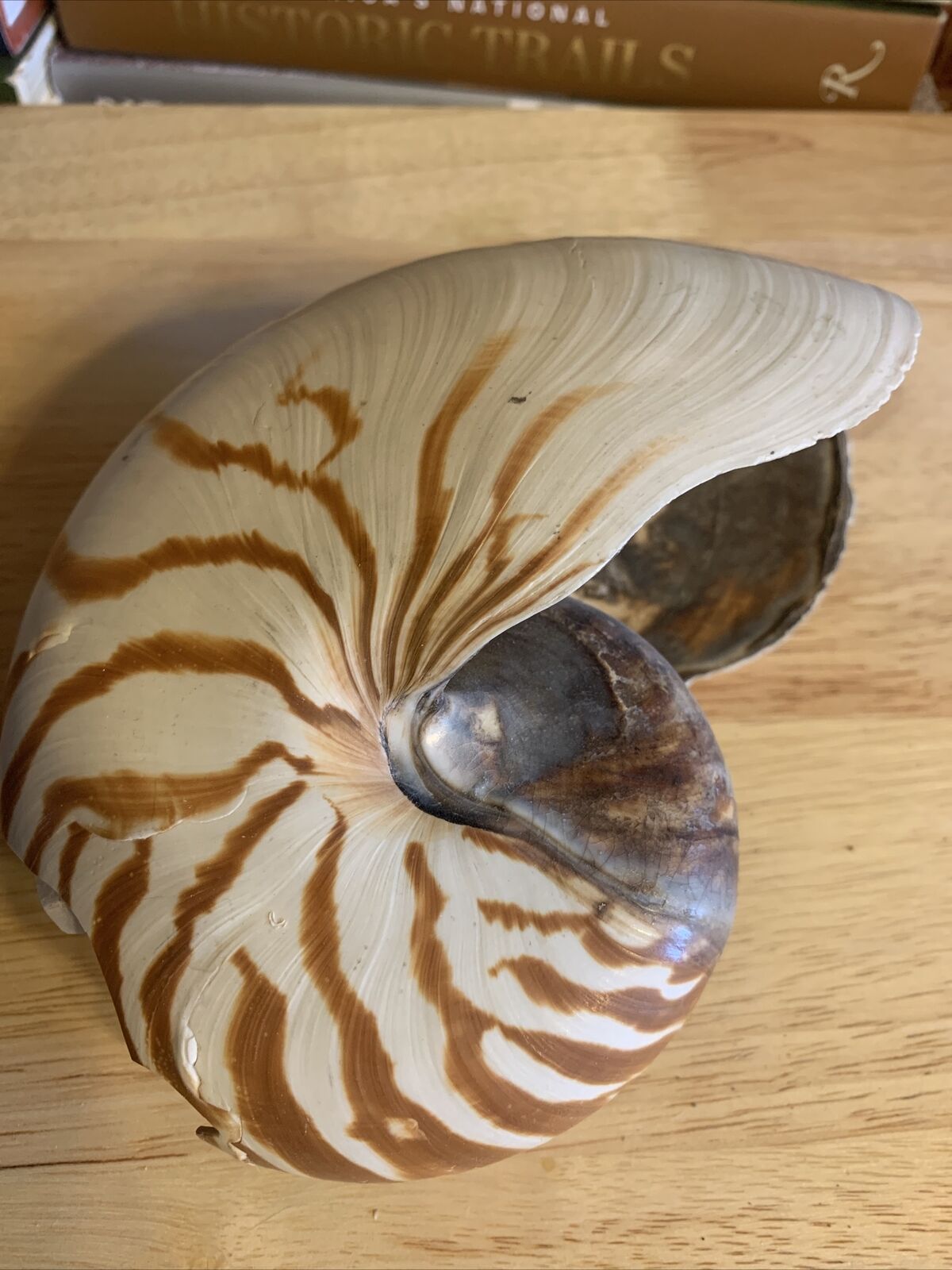 Shell nautilus pompilus 6” Nature shell Nice color Huge Cracked