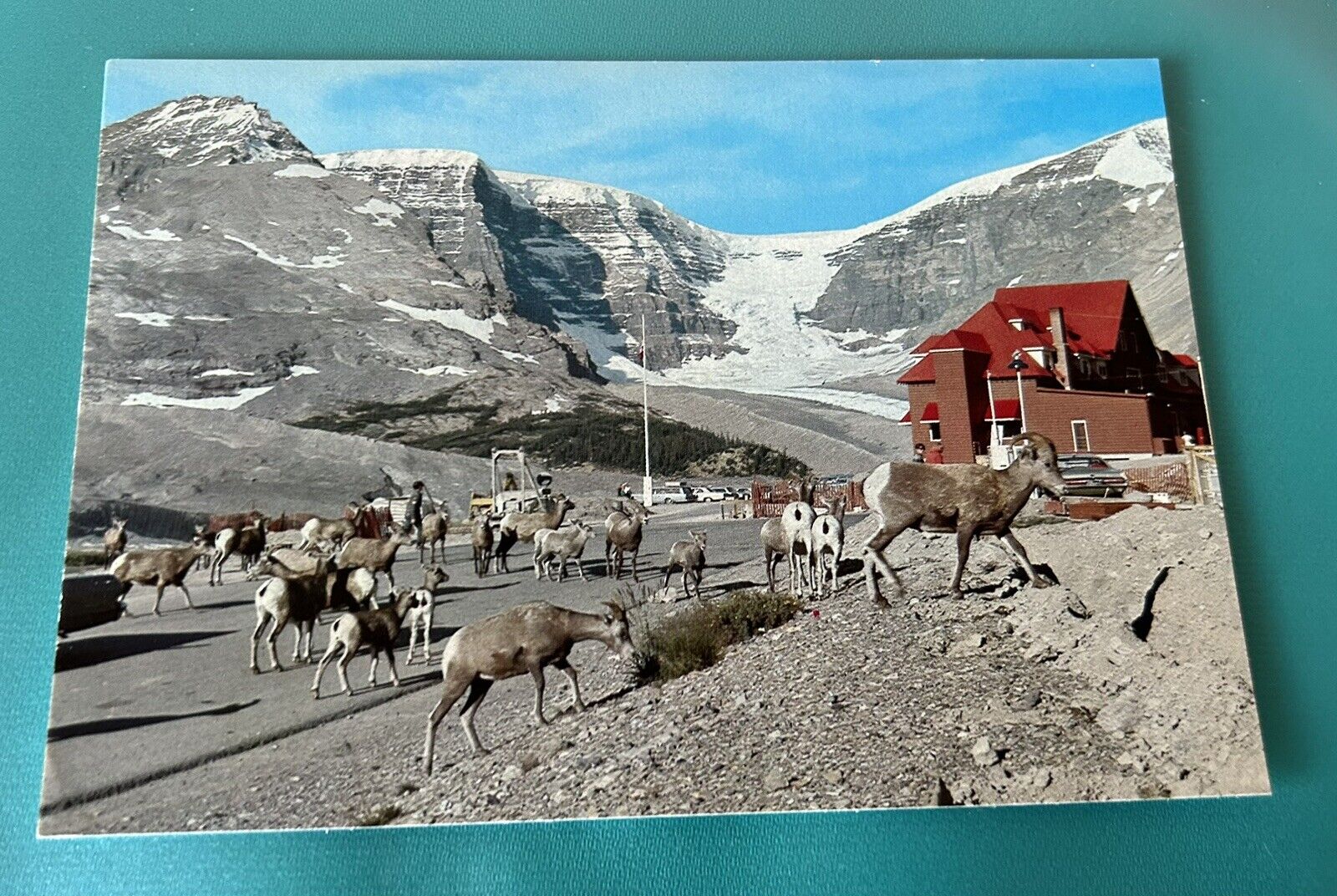 Wildlife In The Canadian Rockies Post Card
