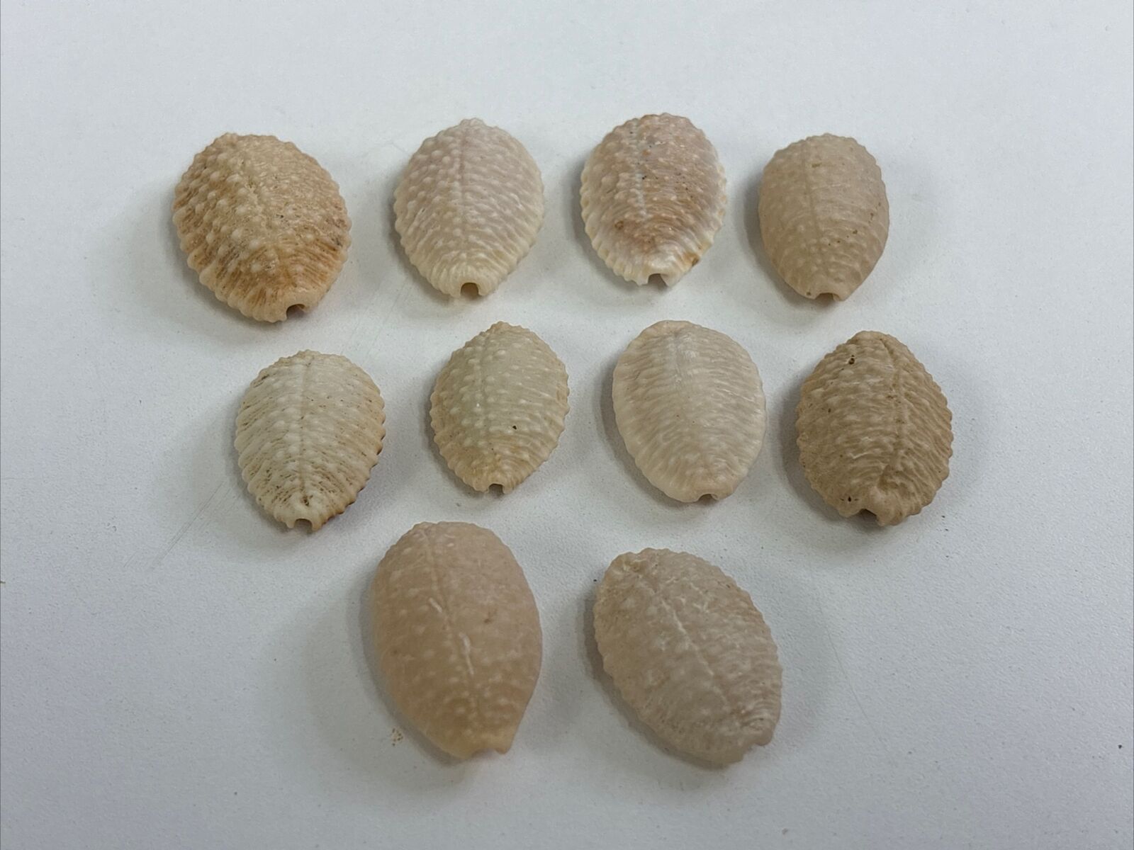 Cypraea Granulata Hawaiian Seashell Granulated Cowrie Bumpy LOT OF 10