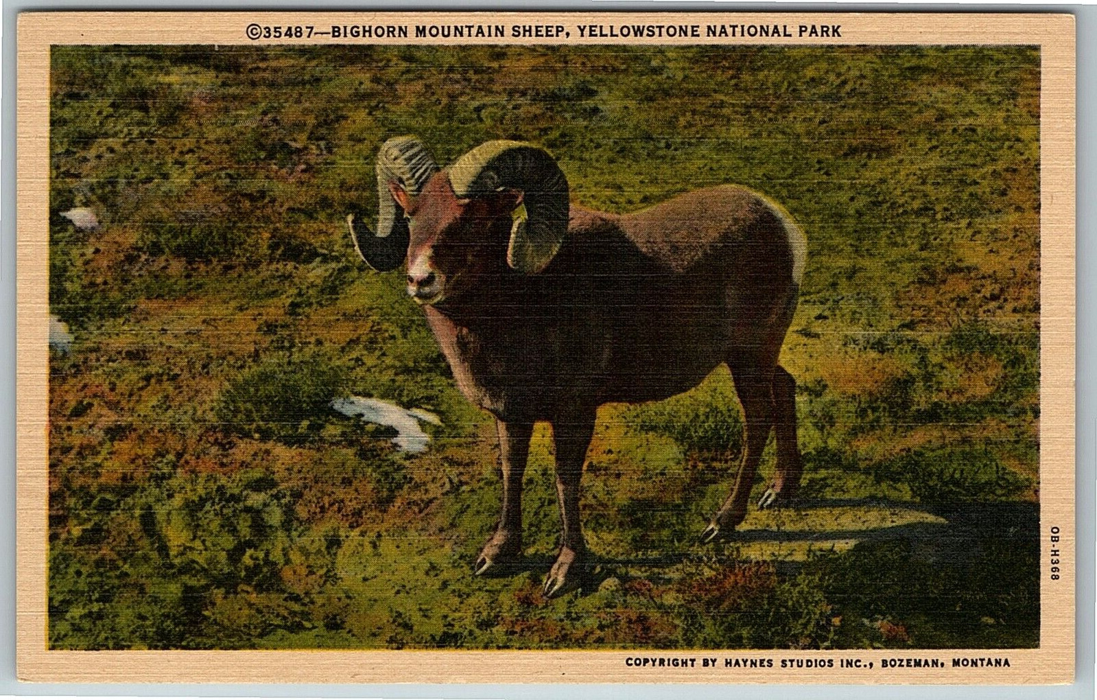 postcard Big Horn Mountain Sheep Yellowstone National Park L2072