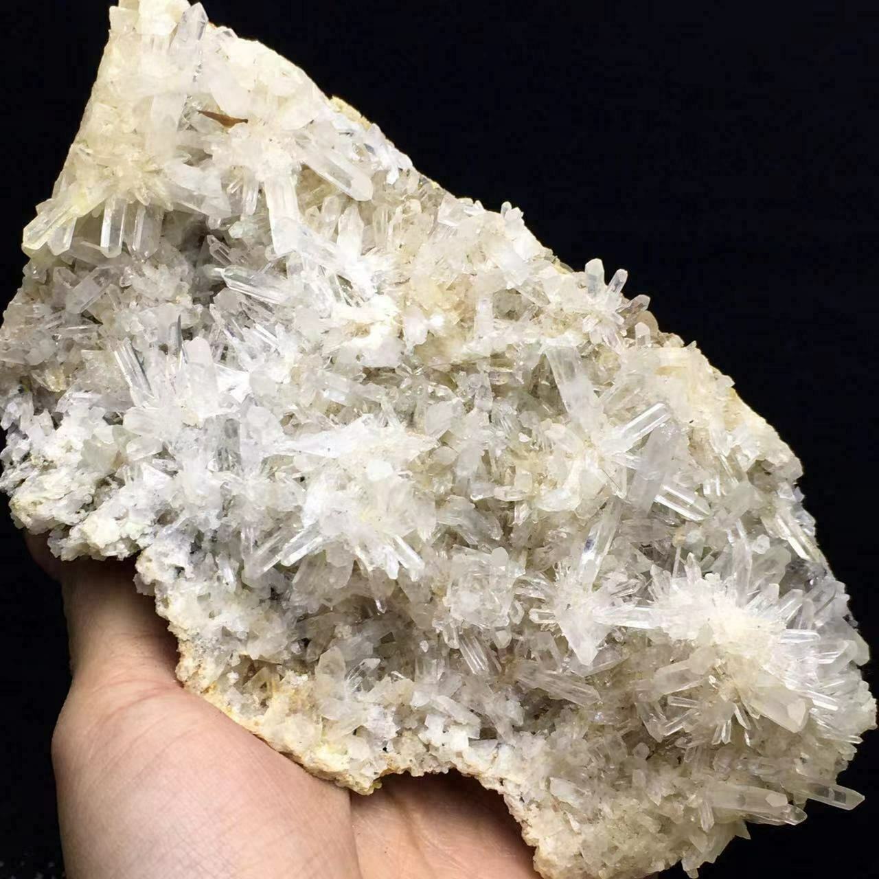 257g Natural 6 Inch Transparent White Chrysanthemum Quartz Crystal Cluster 