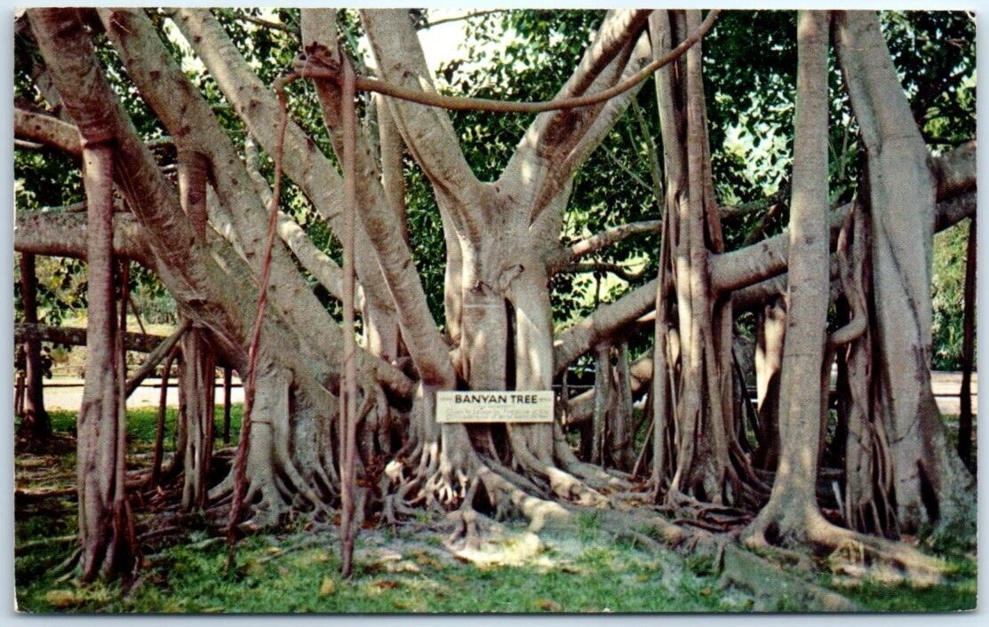 Postcard - The Great Banyan Tree, Thomas A. Edison Winter Home - Fort Myers, FL